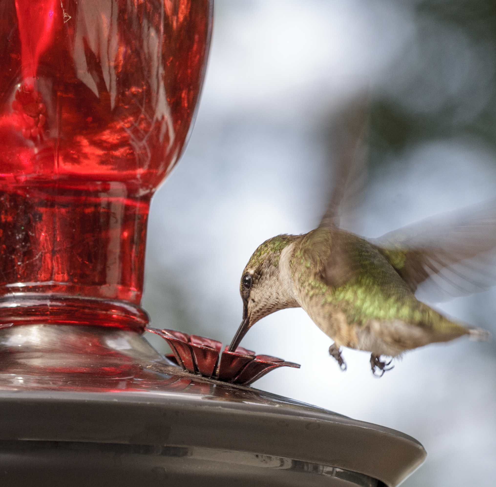 When To Put Out Hummingbird Feeders Hunker
