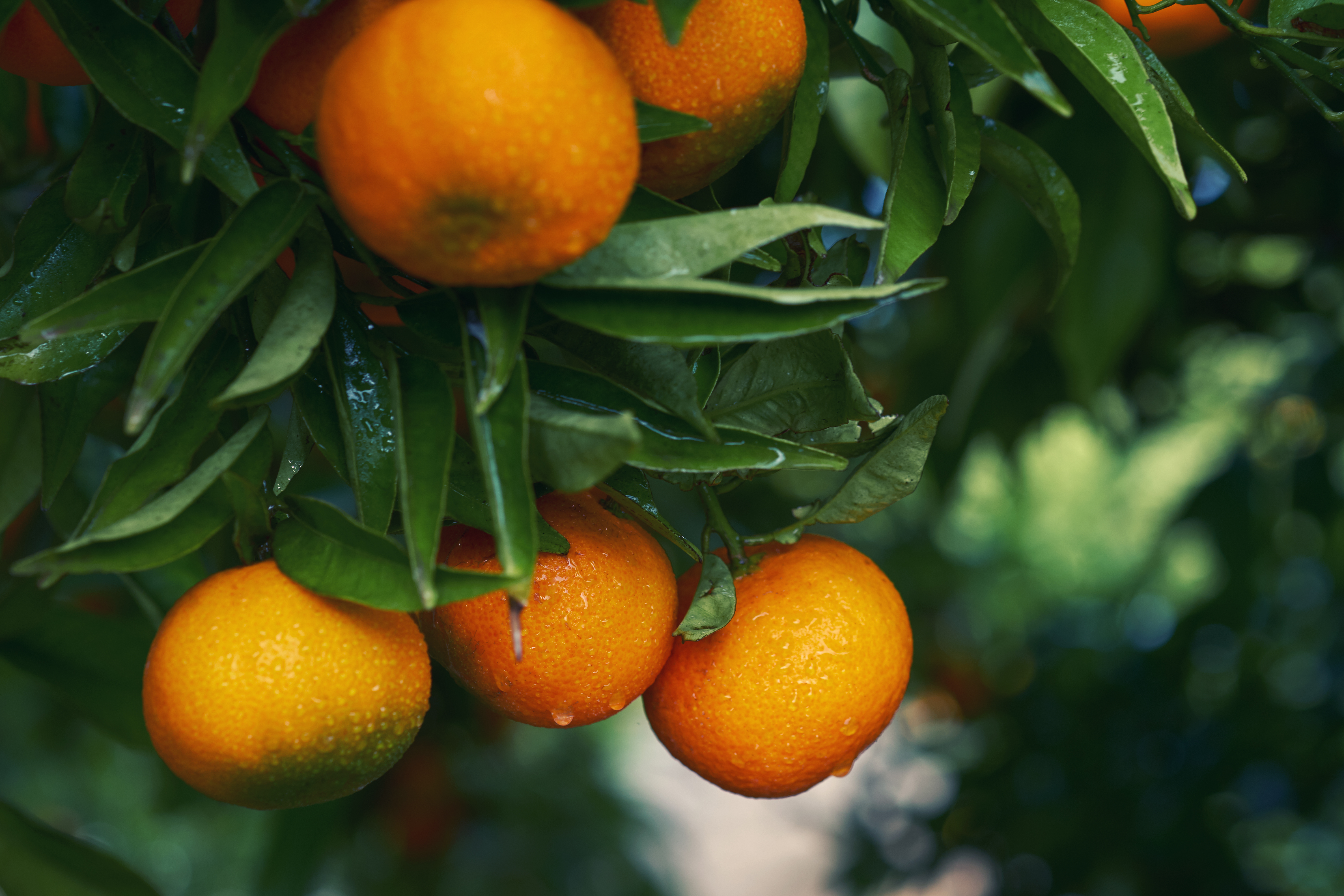 Фото мандарина. Citrus reticulata. Цитрус мандарин. Мандарин ретикулята. Клементин дерево.