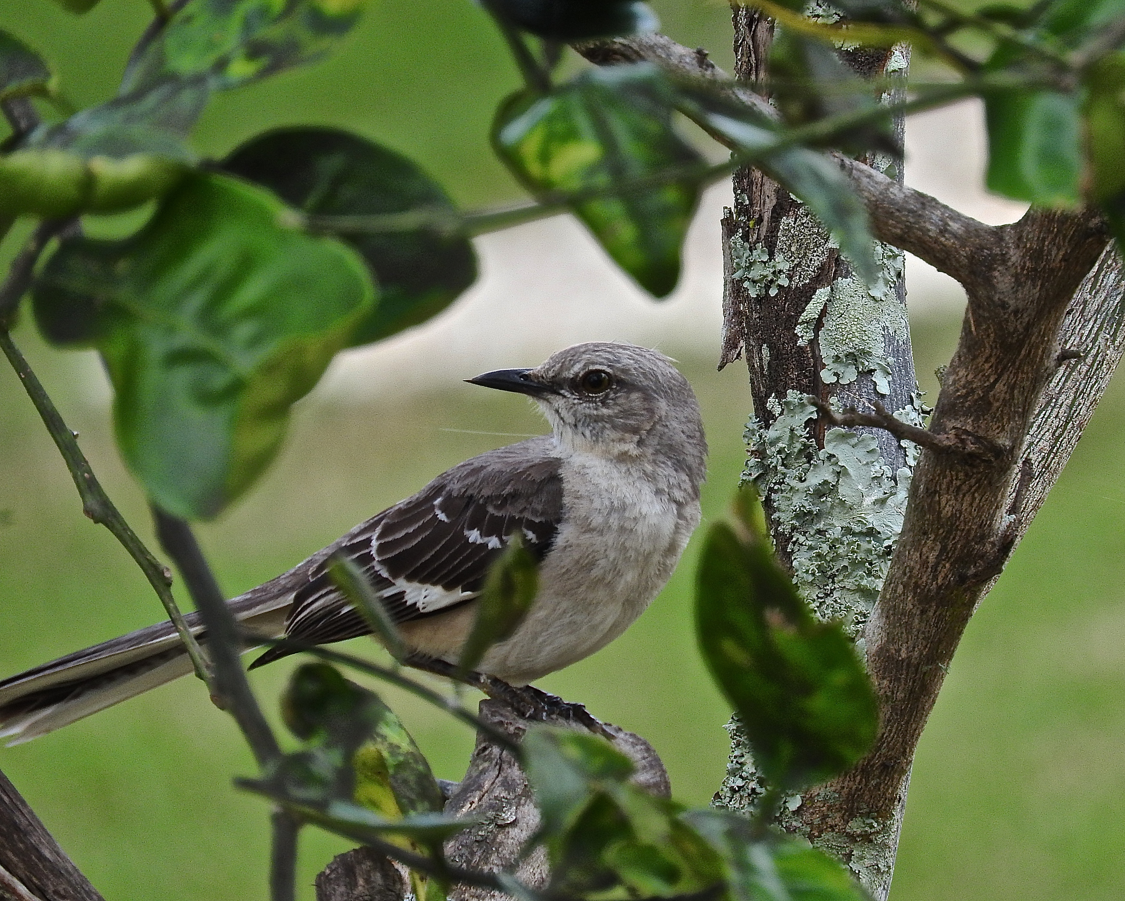 How To Tell A Male From A Female Mocking Bird