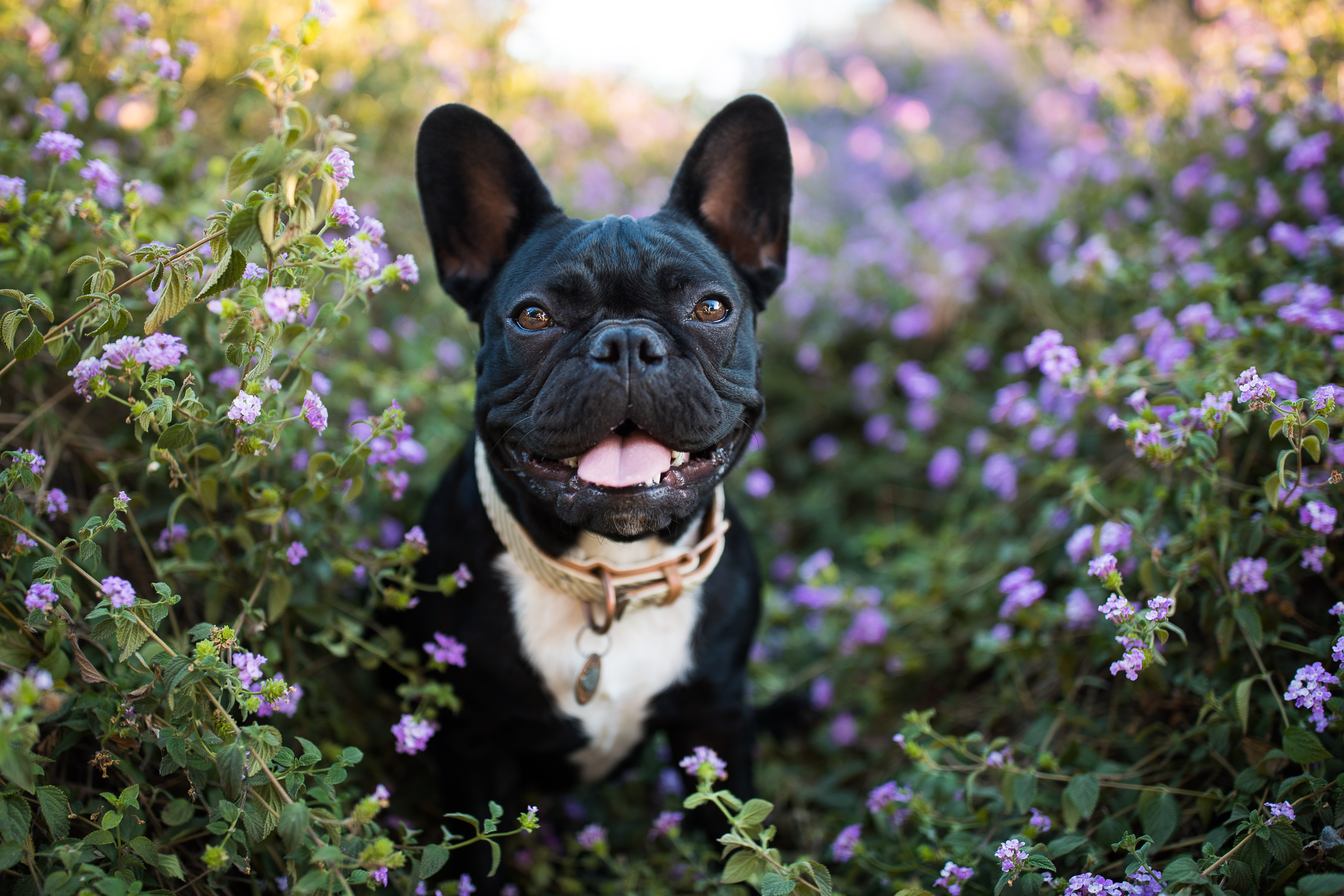 how long do french bulldogs normally live