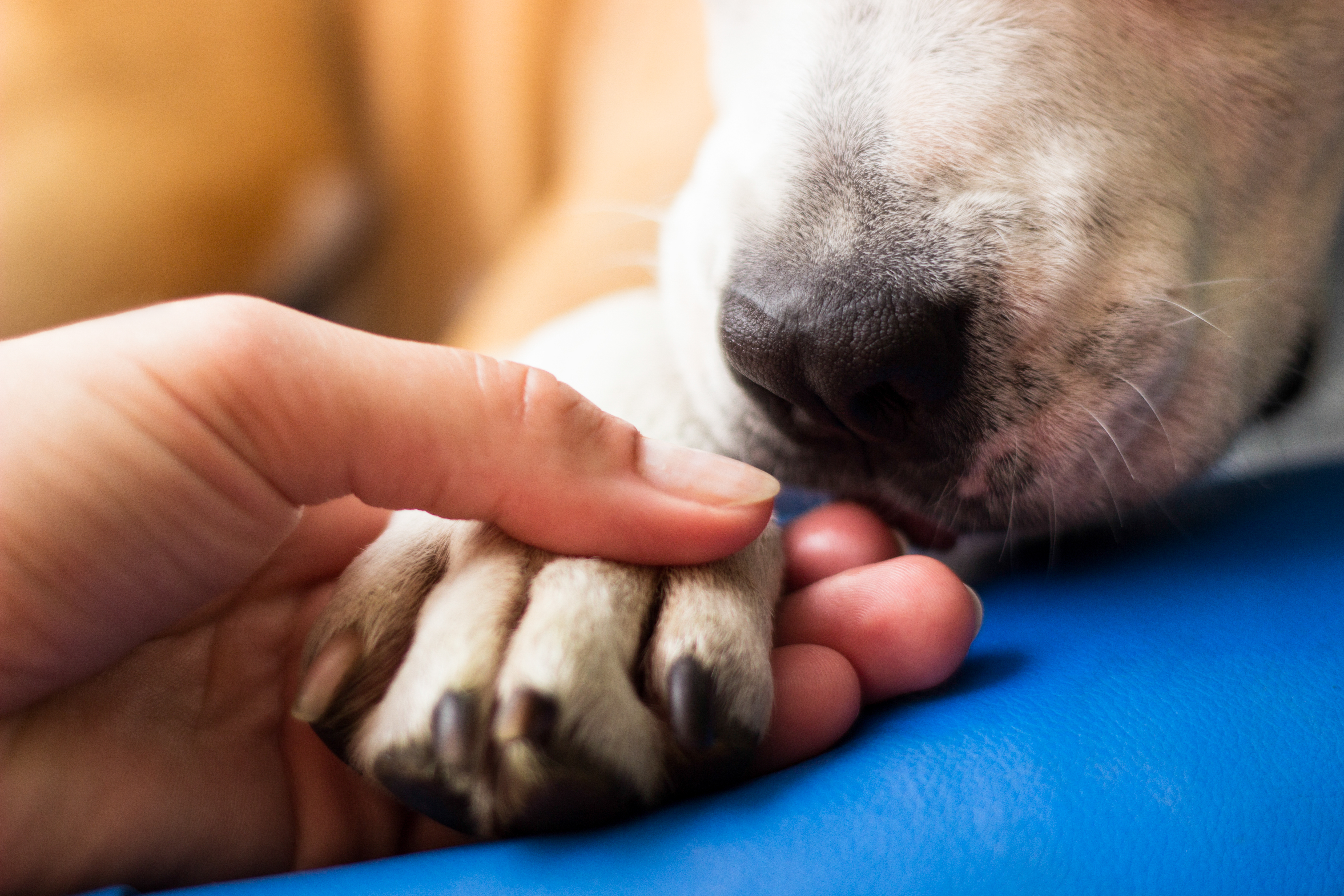 treatment for red paws on dogs
