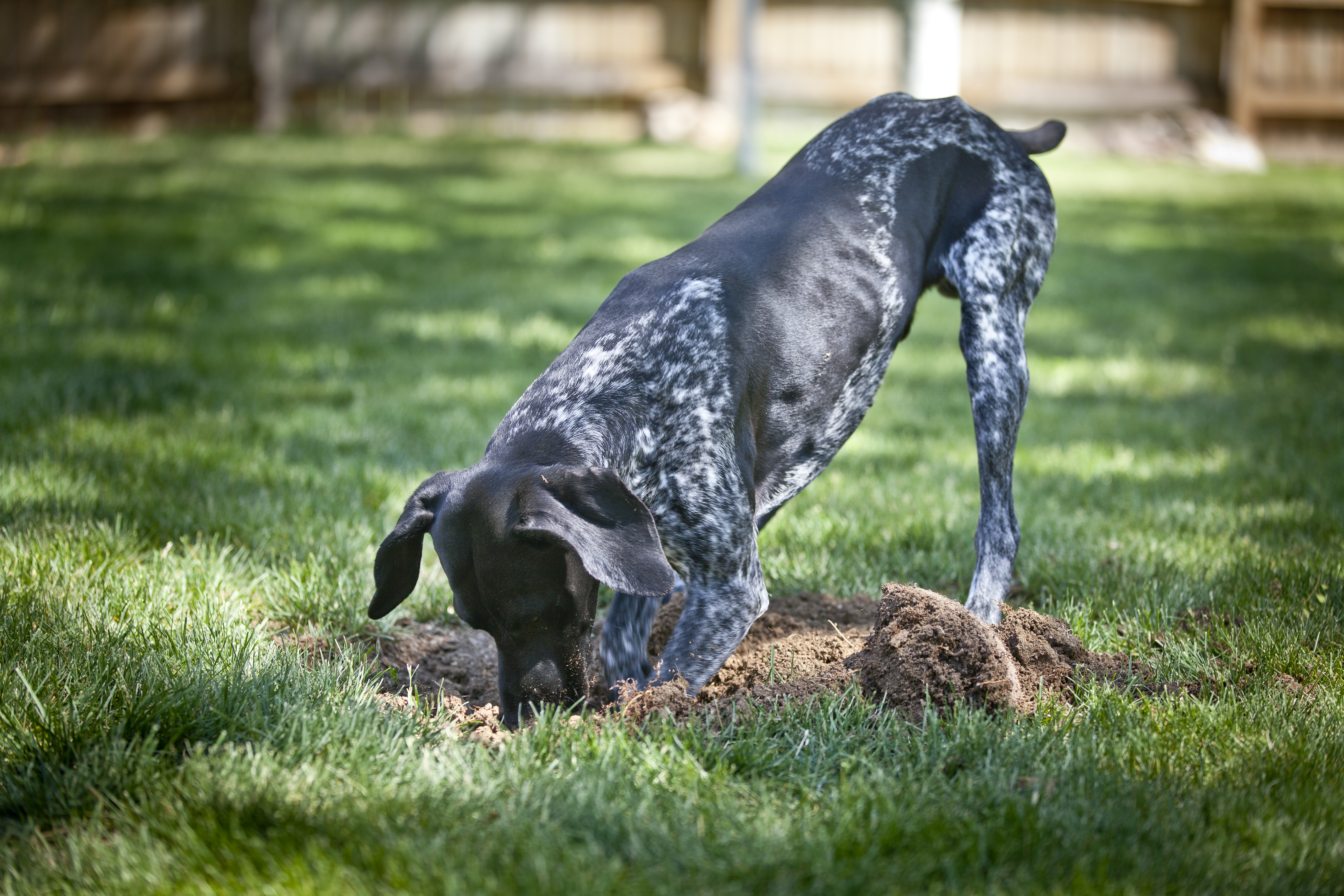 pepper to keep dogs from digging