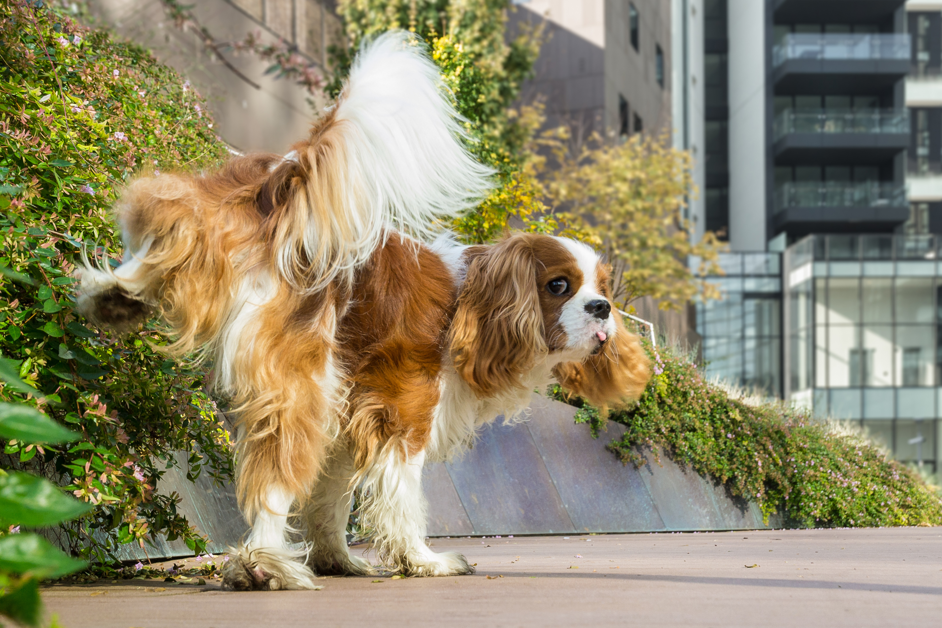 why do dogs mark their territory with pee