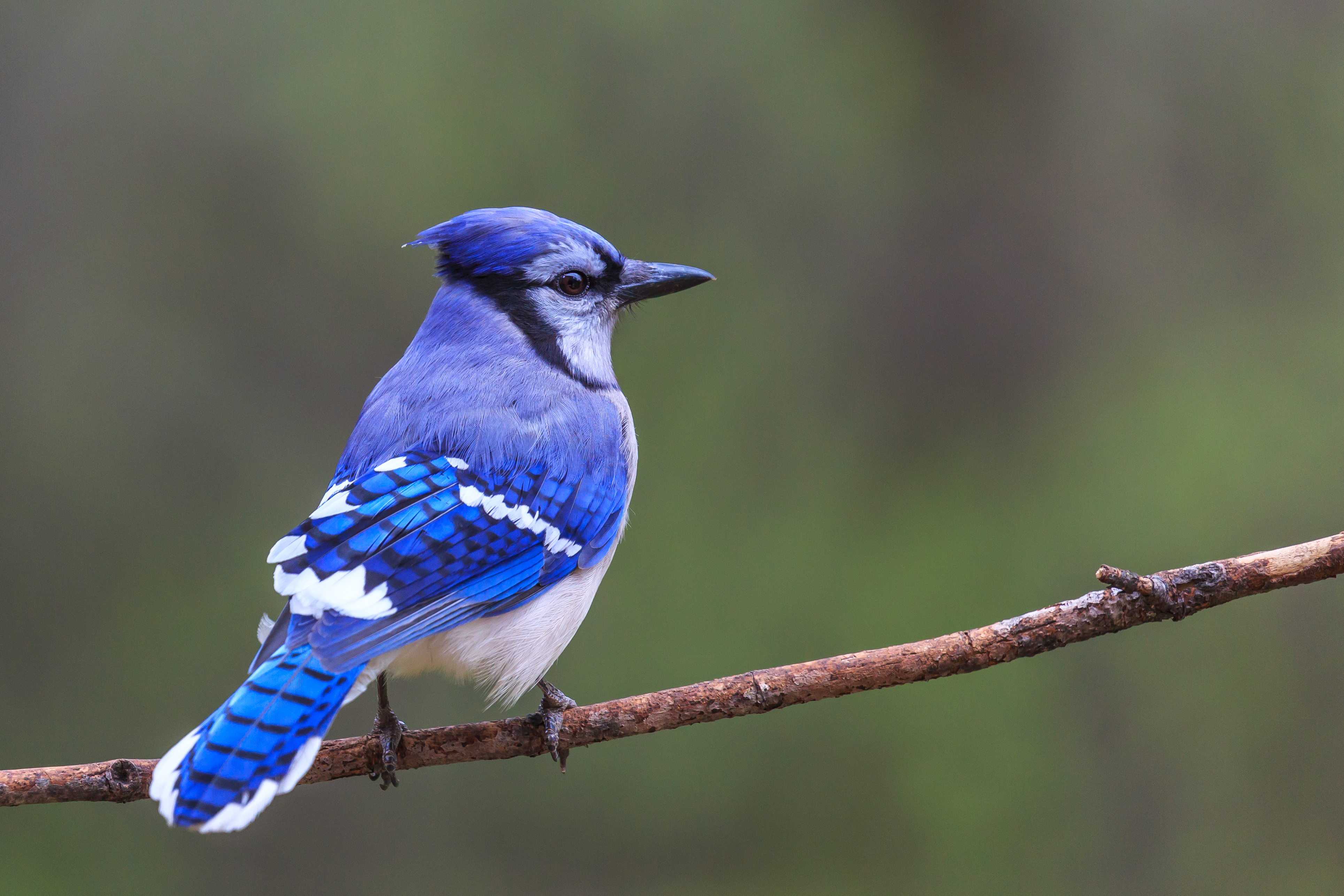 Male And Female Blue Jay, Female cardinal, blue jay, male cardinal