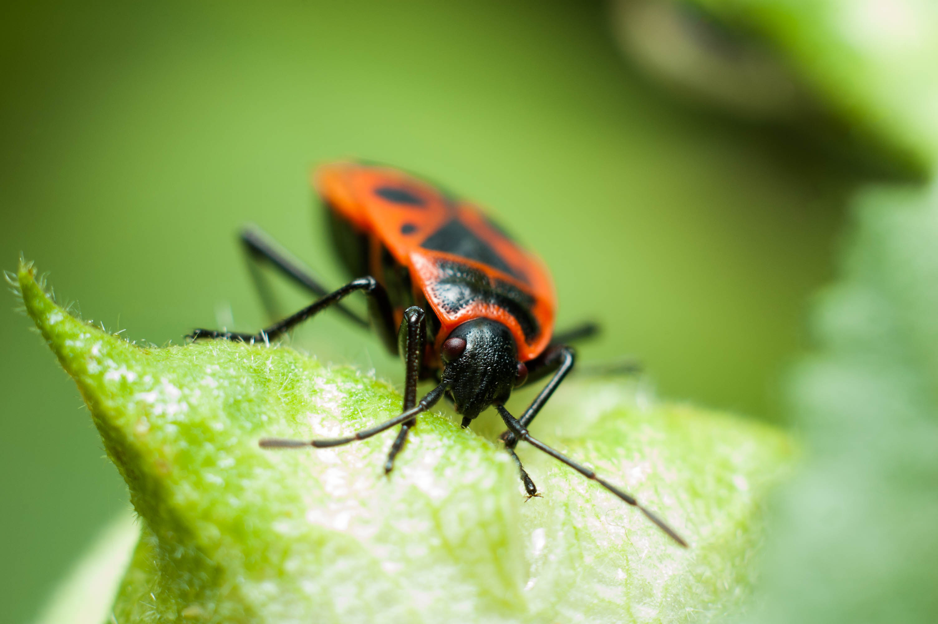 Florida Red And Black Weaver Bug - Argiope Aurantia Wikipedia - We did ...