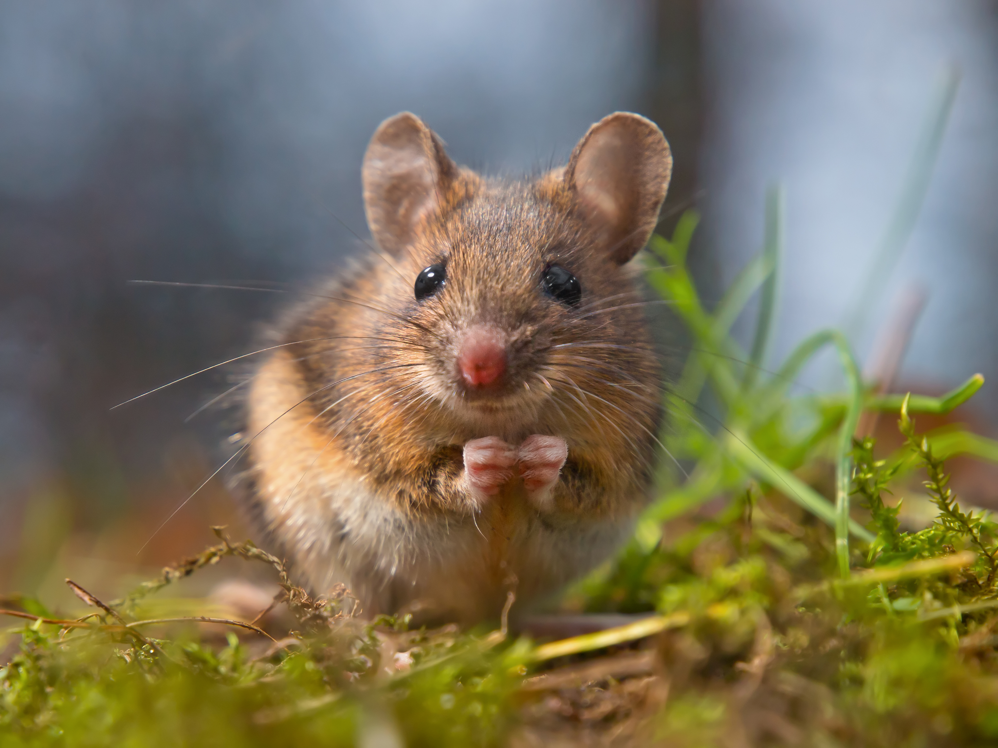 What Animals Commonly Eat Hamsters in the Wild?