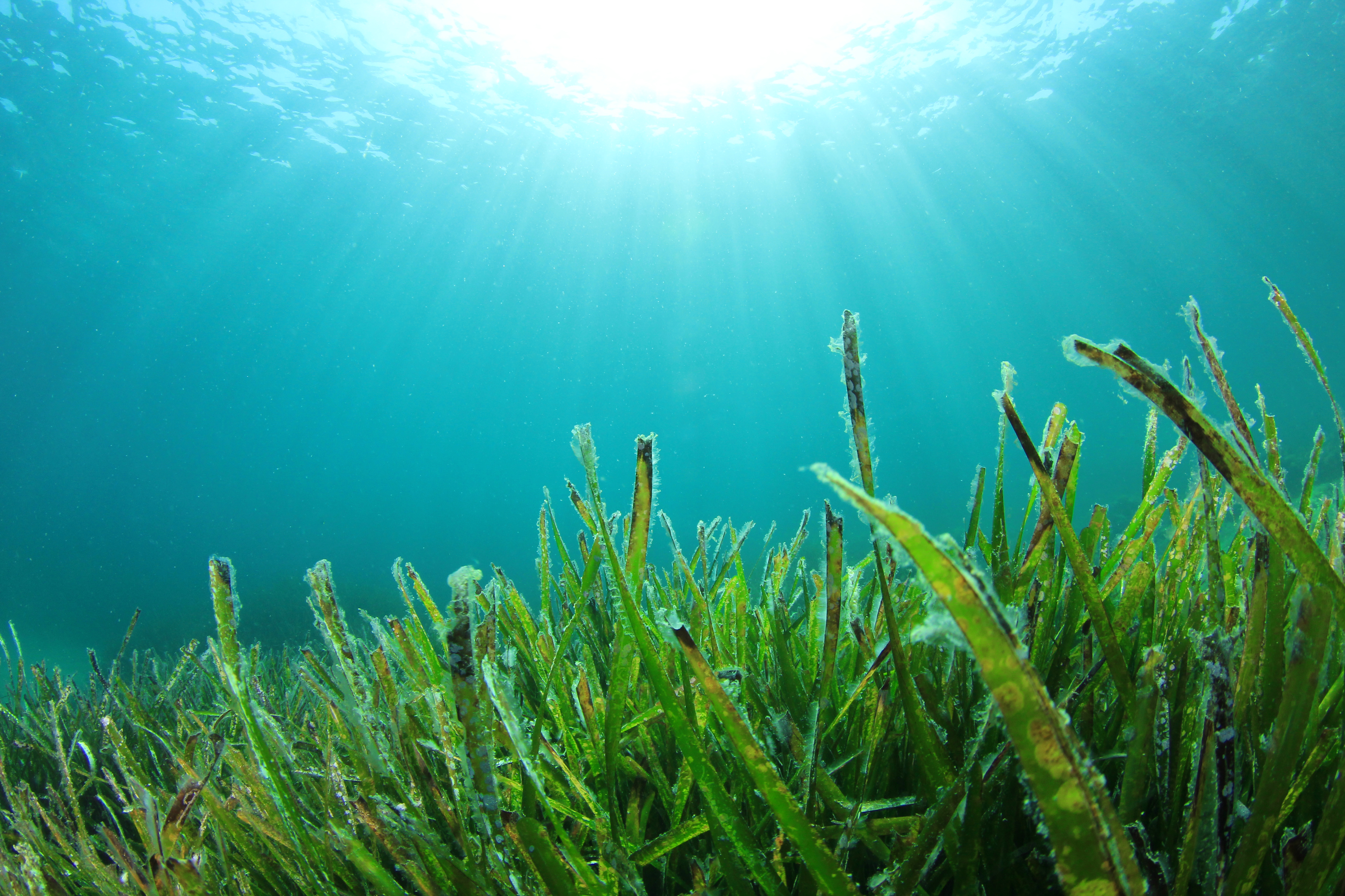 Ecological Importance Of Algae