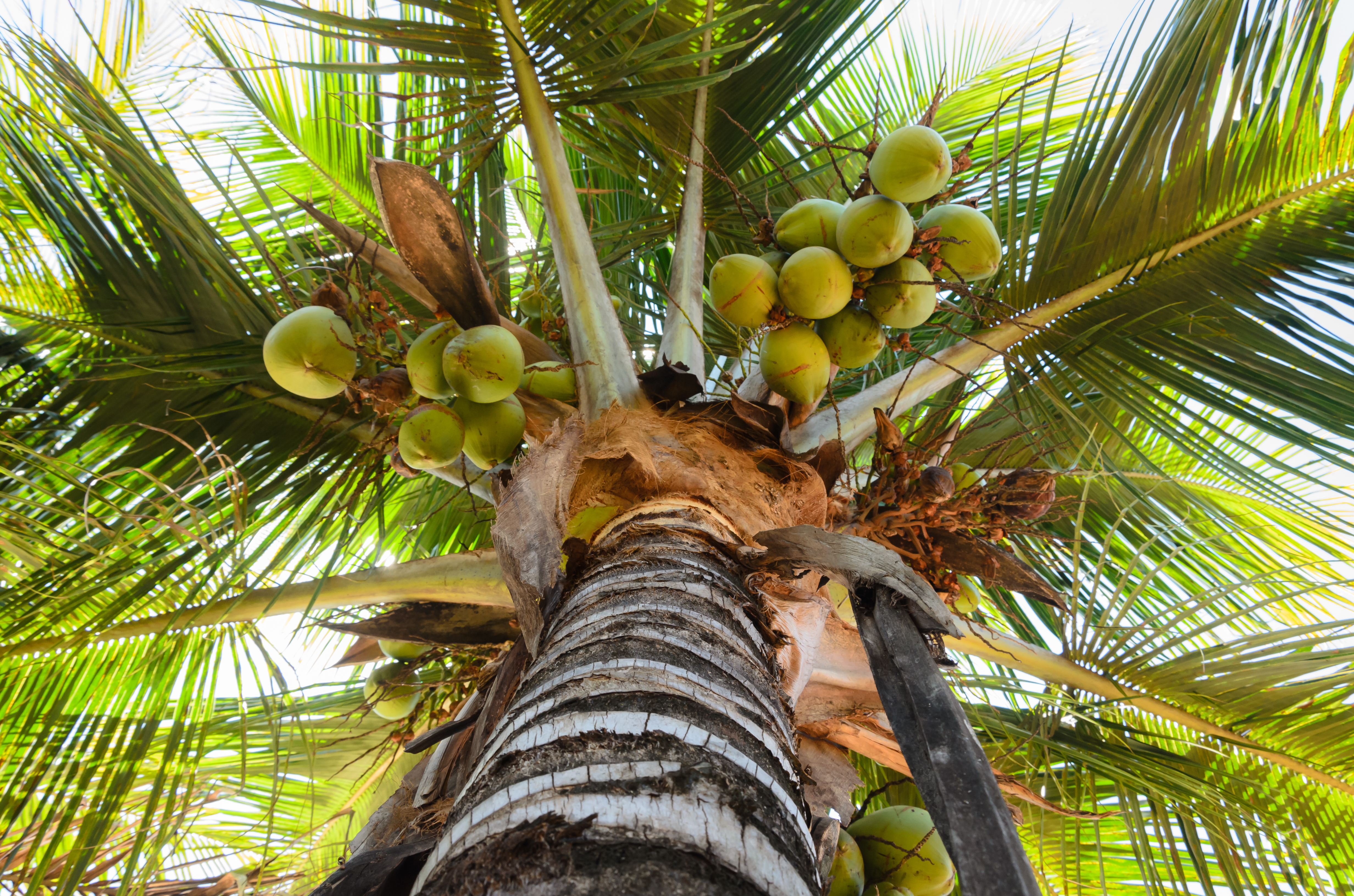 coconut tree and palm tree