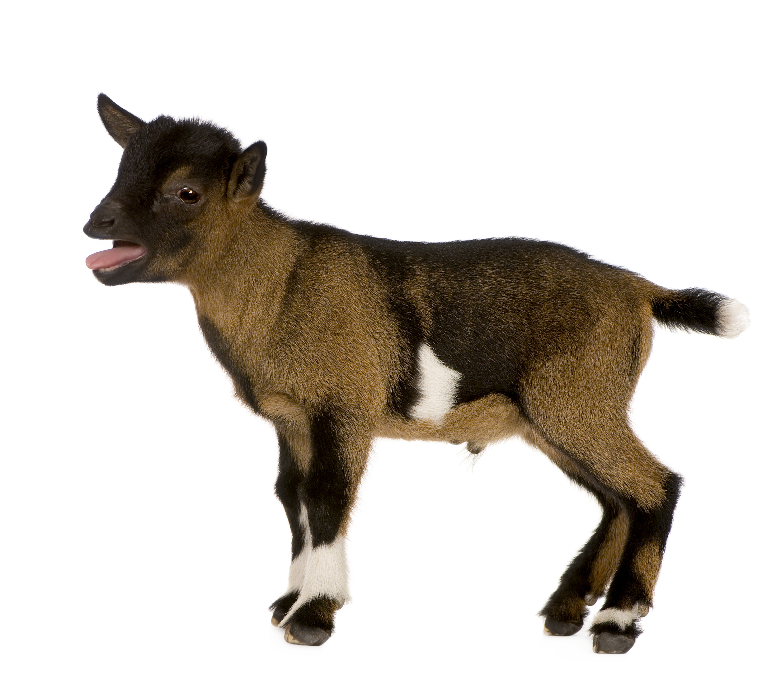 Can You Train A Goat Like A Dog