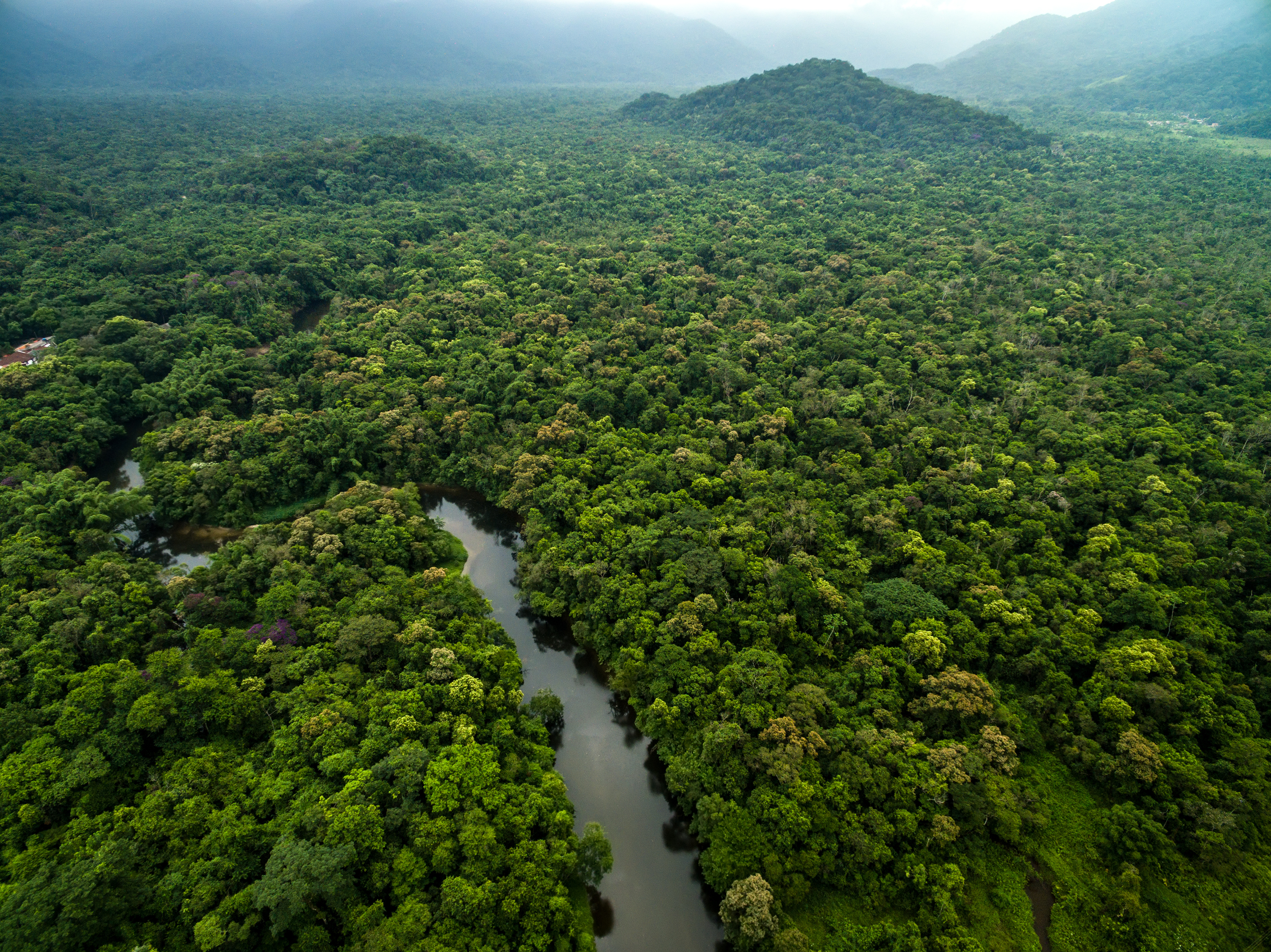 Introduction To The Amazon Rainforest