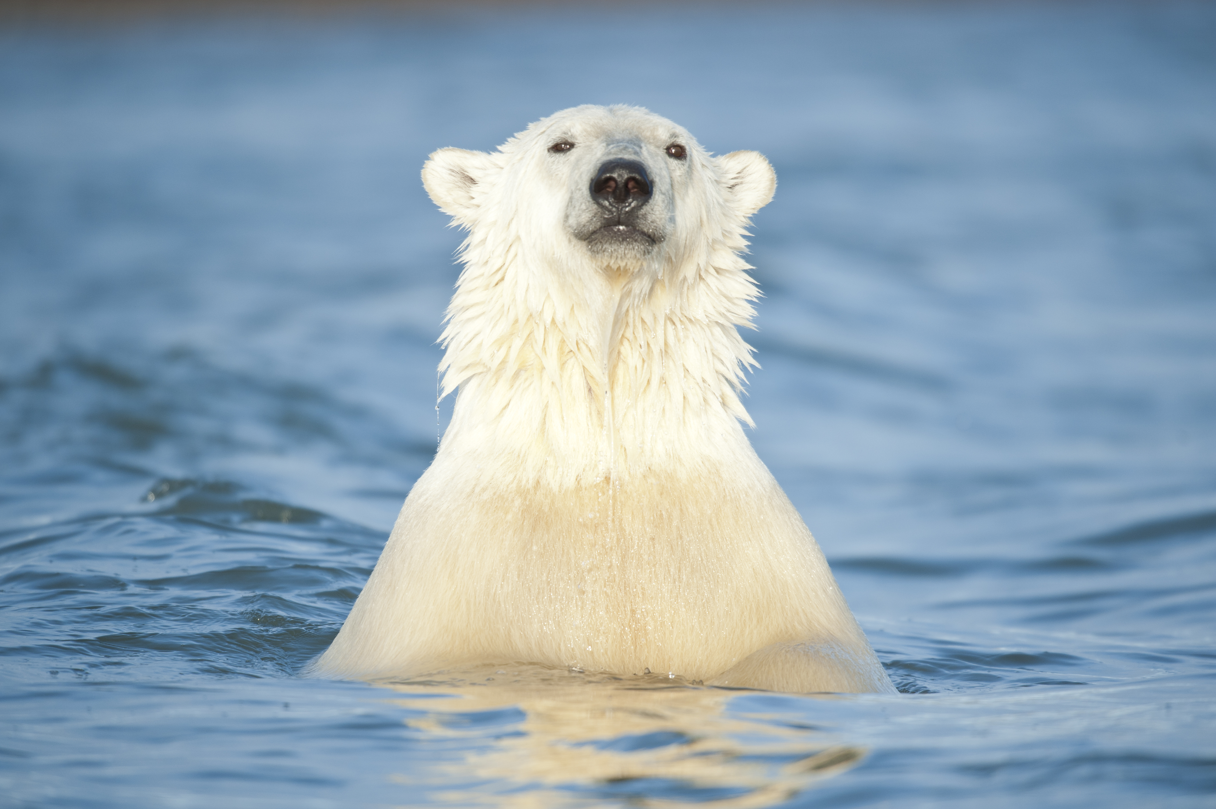 alaska polar bears