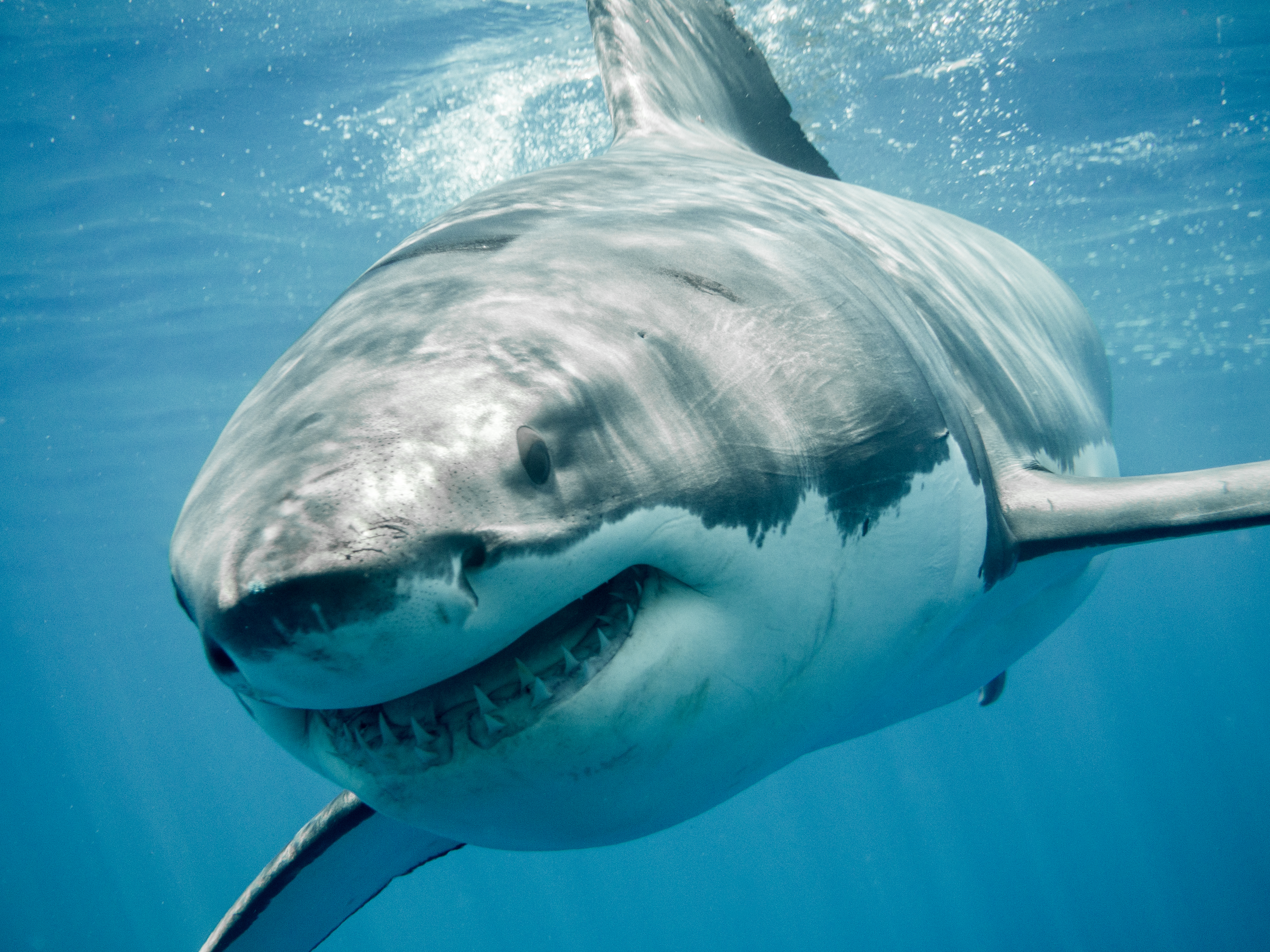 baby great white shark size