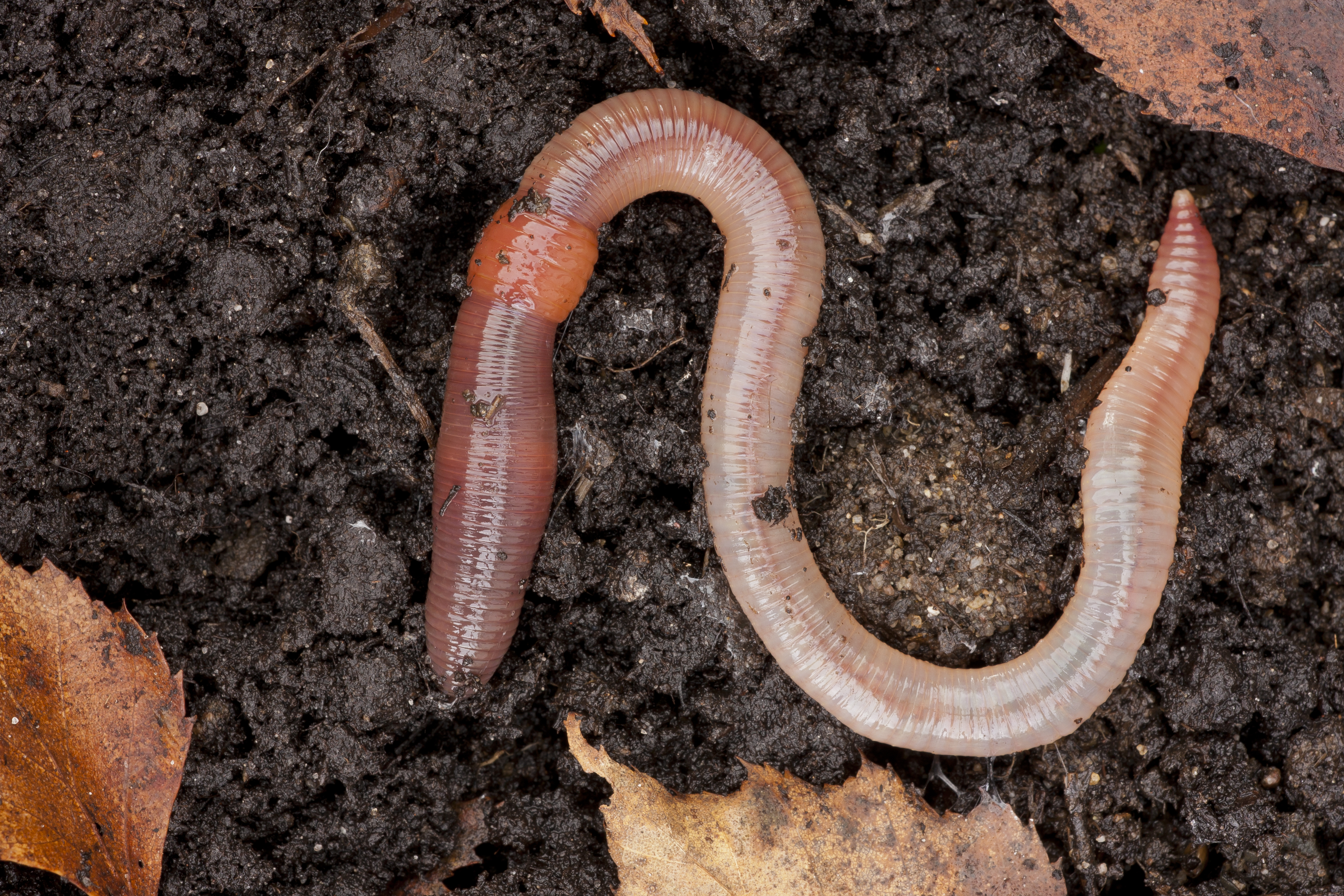 Earthworms, Live, for Biology and Life Science