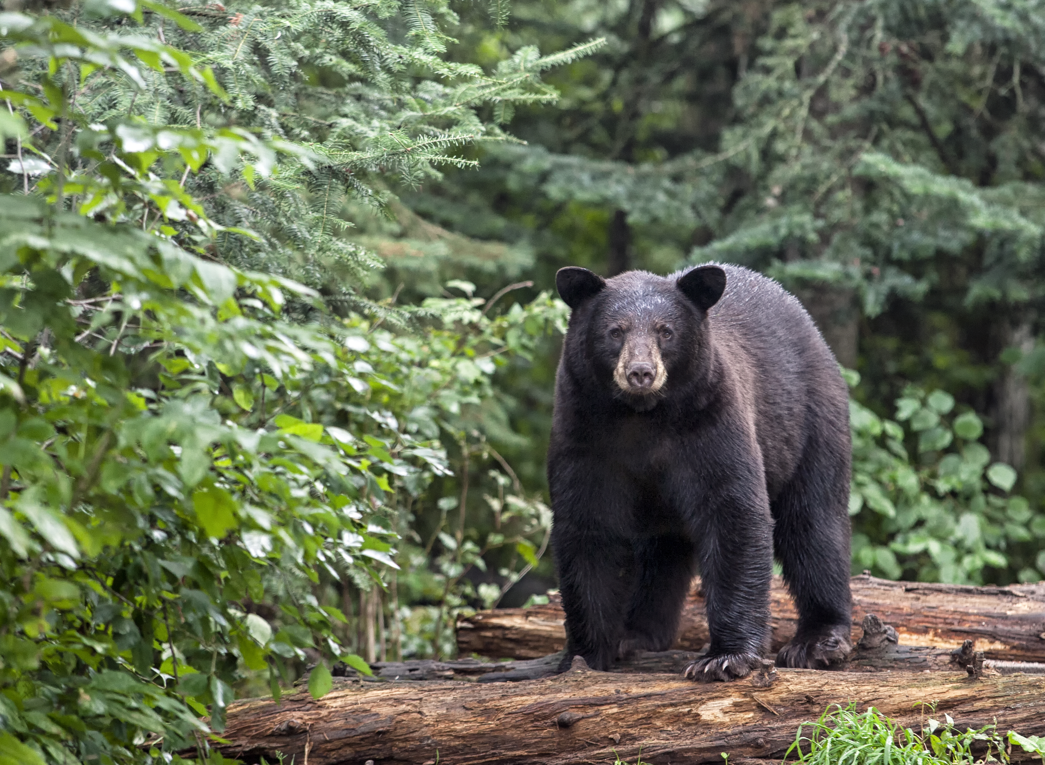 Are There Bears in California? | 10Best