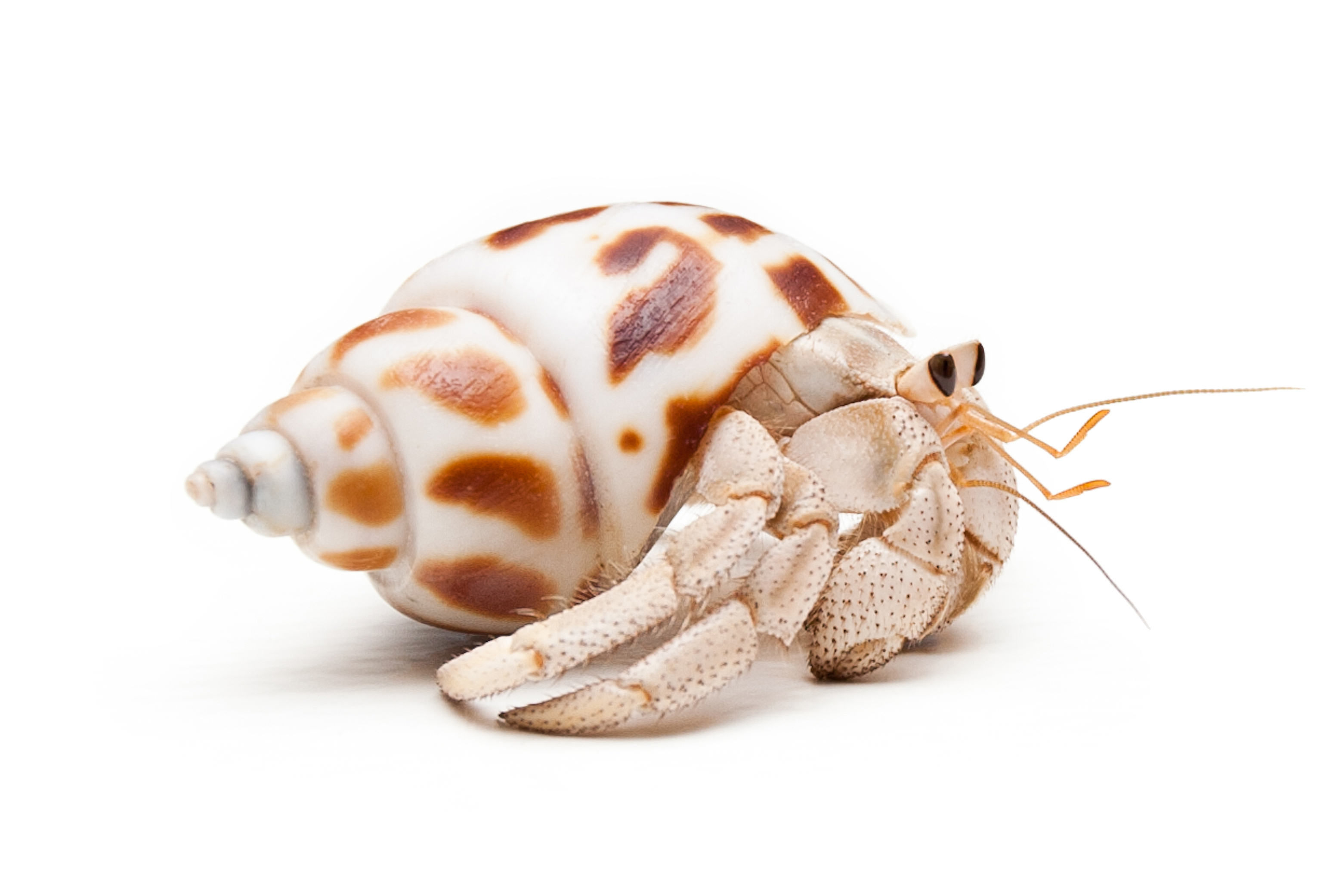 hermit crabs mating