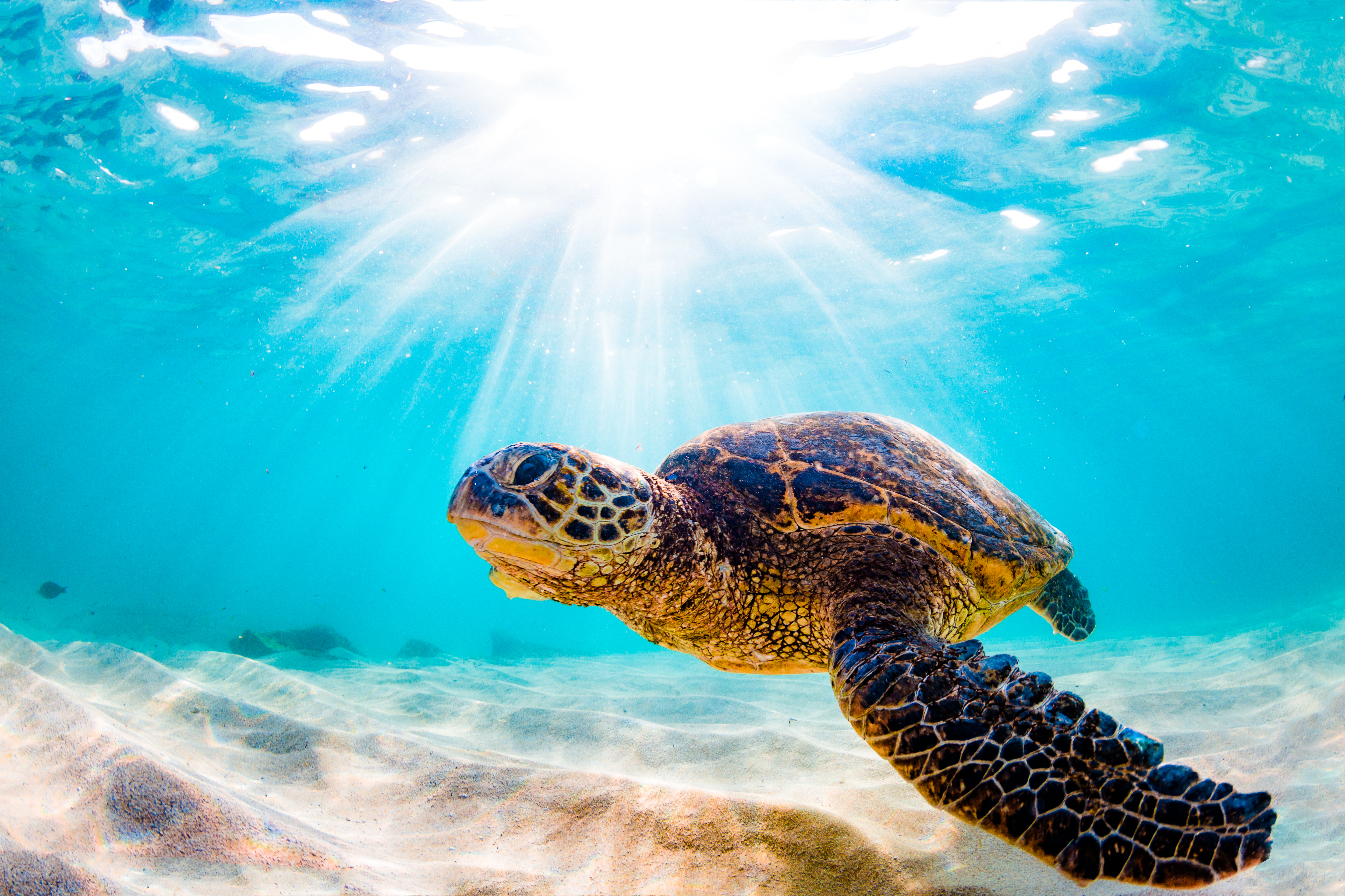 what animals eat seaweed