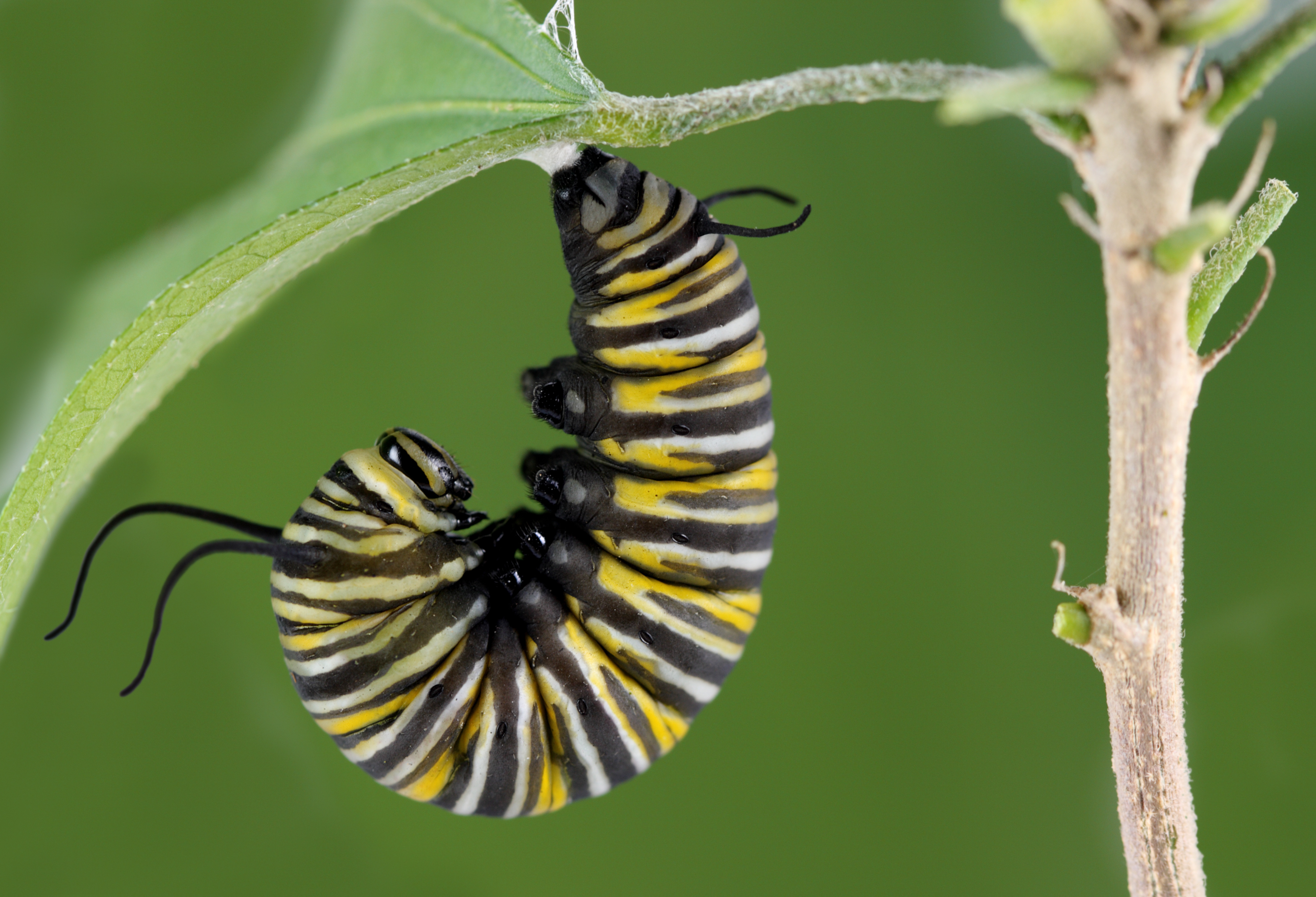 How Does a Caterpillar Build a Cocoon Sciencing