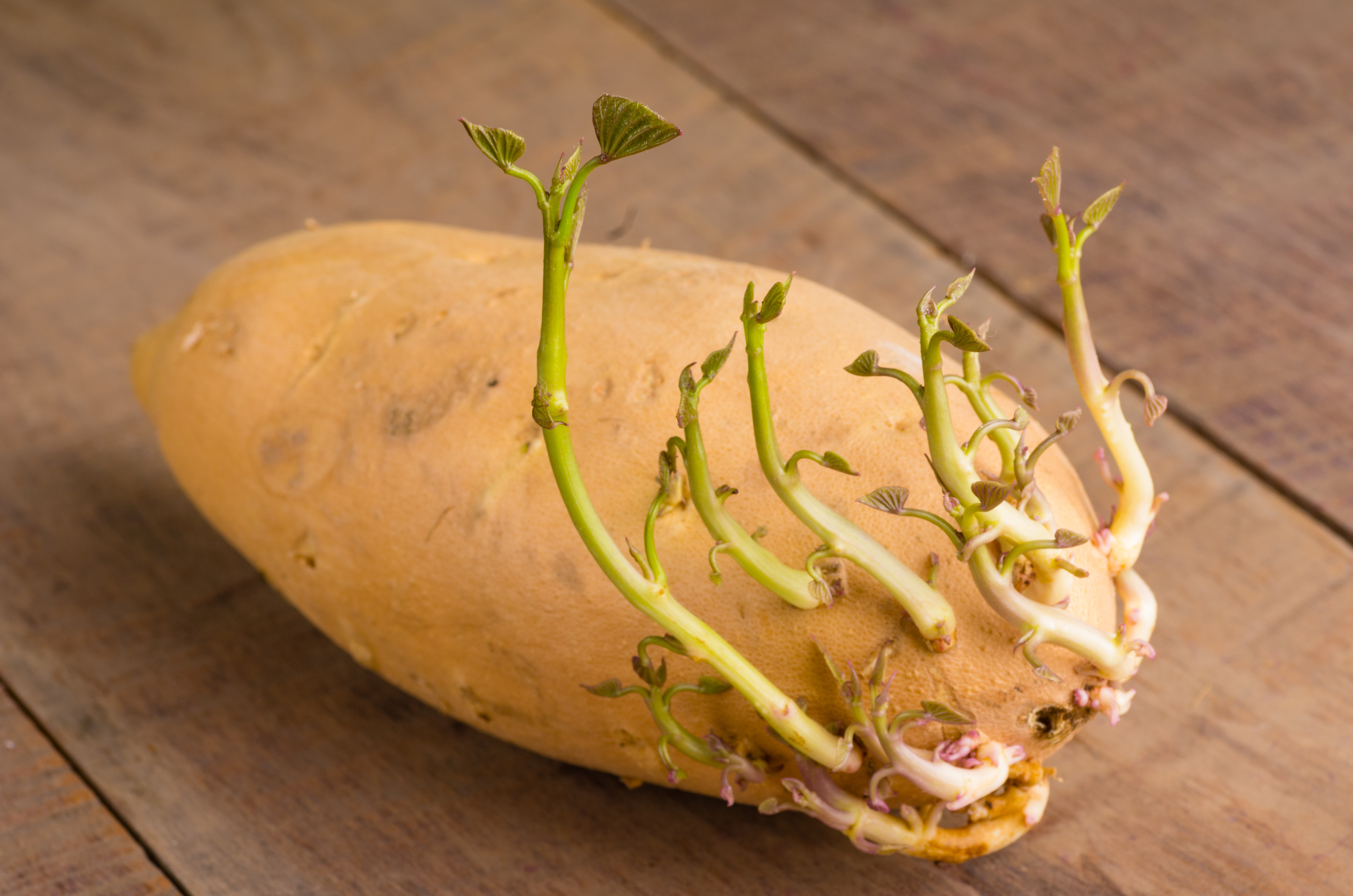 vegetative propagation potato