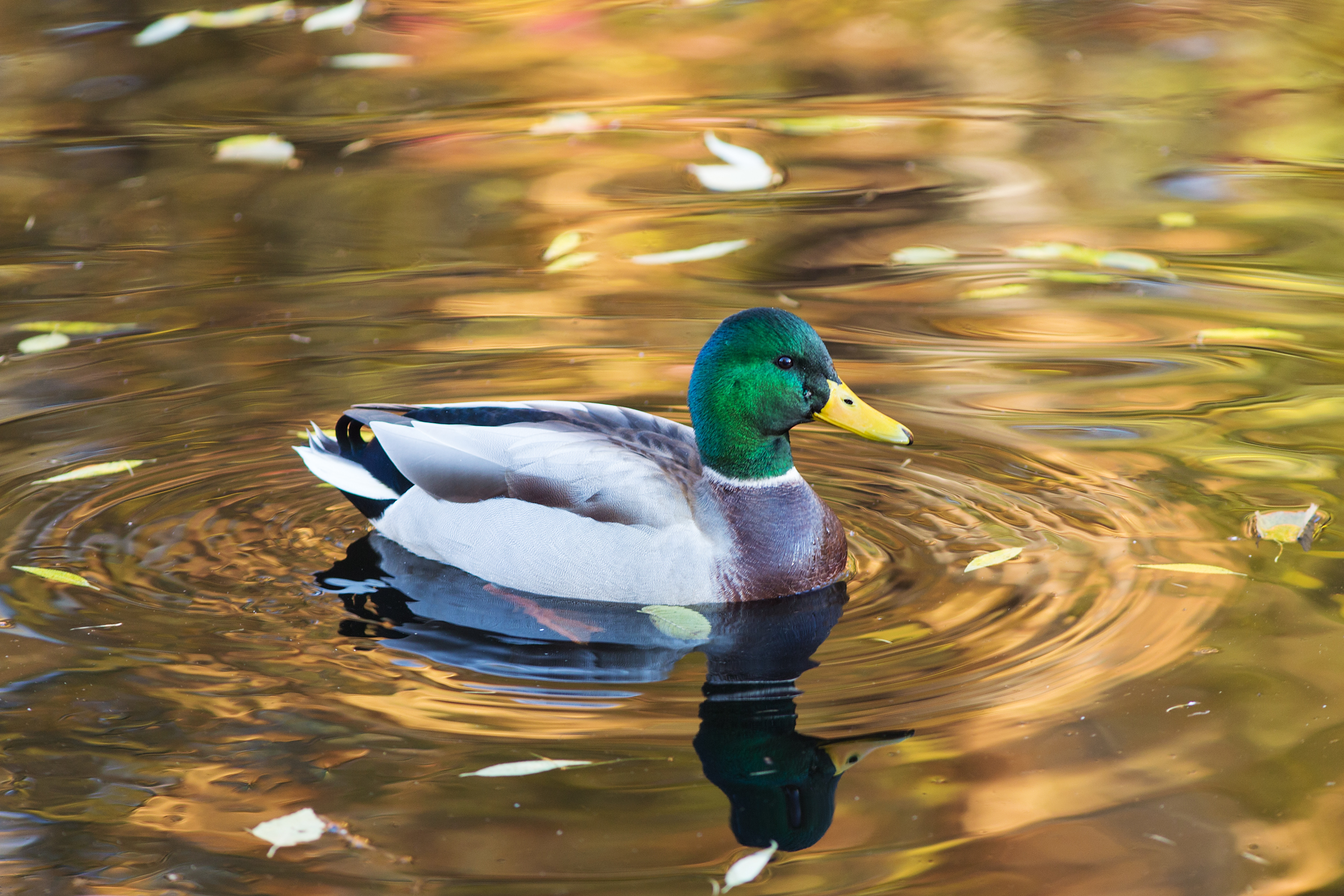 difference between male and female mallard ducks