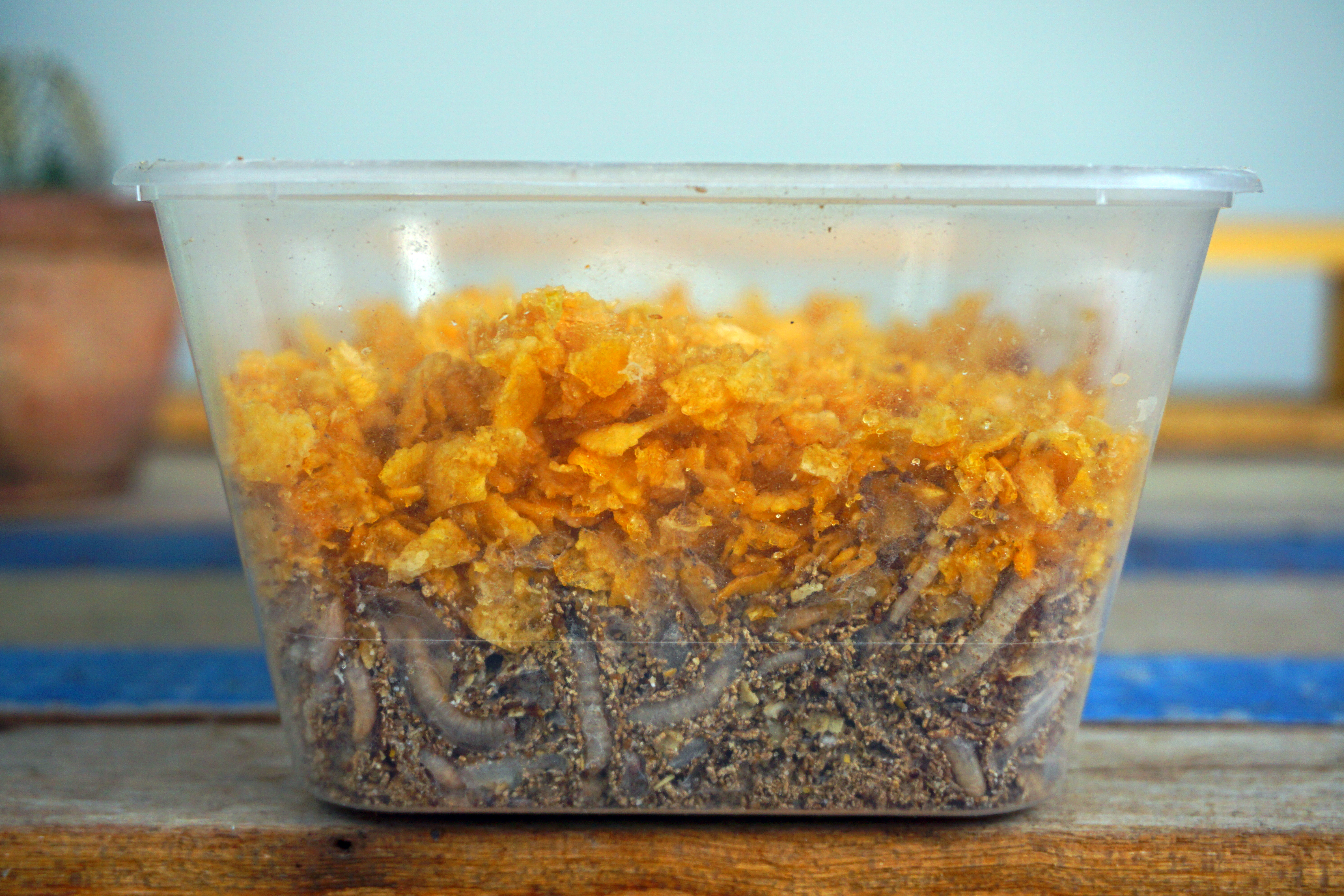 How to Raise Waxworms