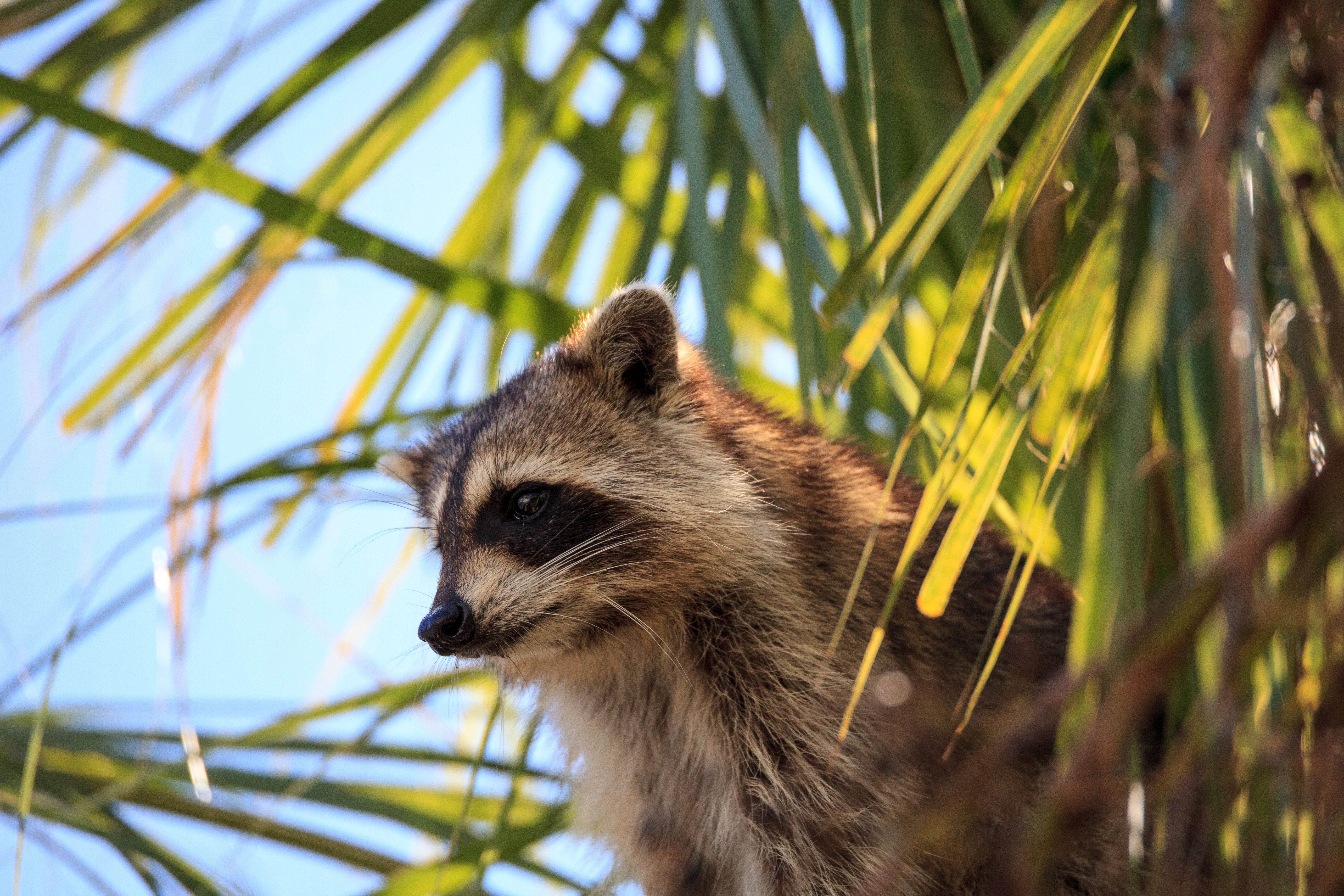 Animals That Eat Meat Plants