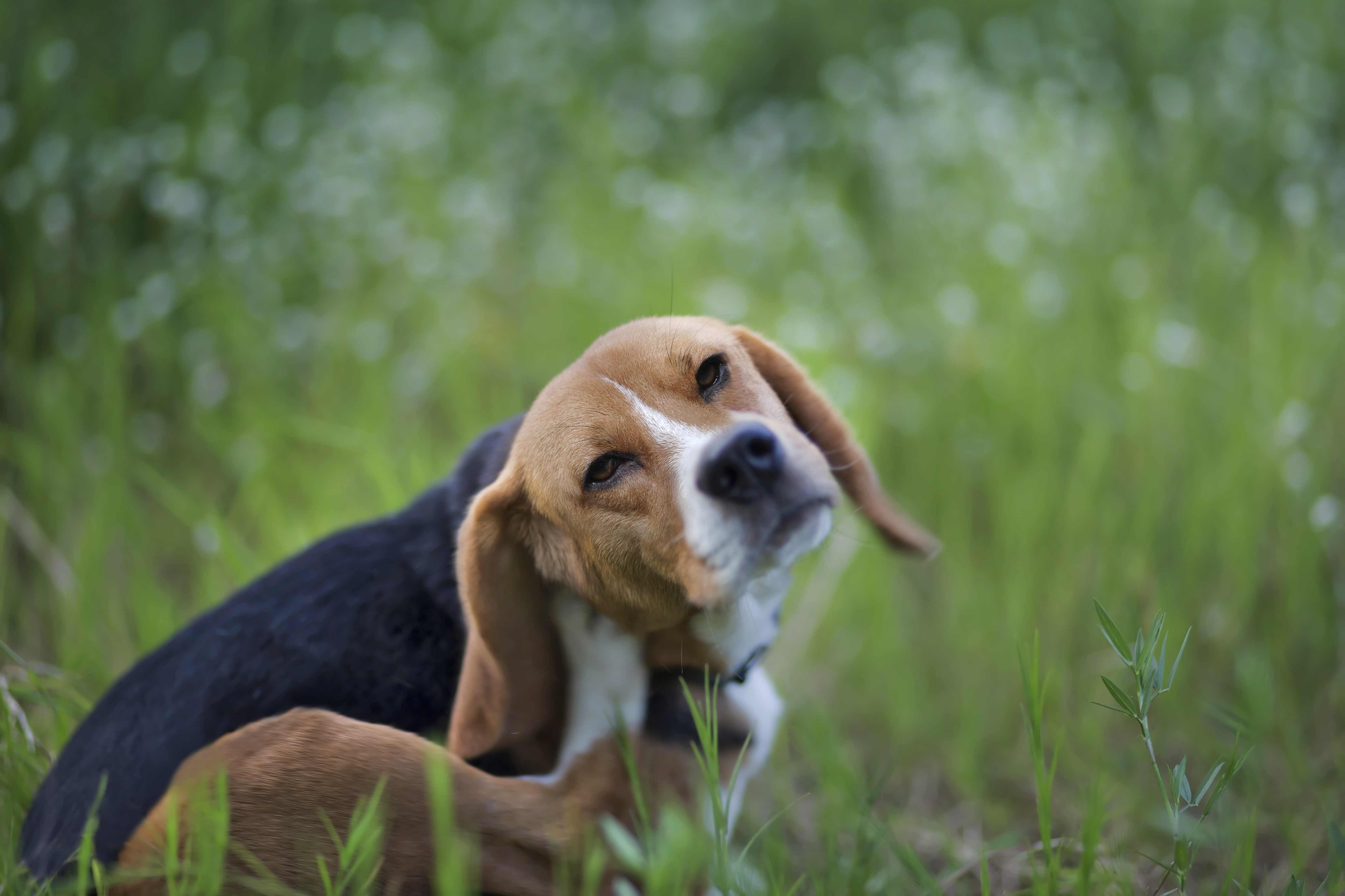 does dawn dish soap kill fleas on dogs