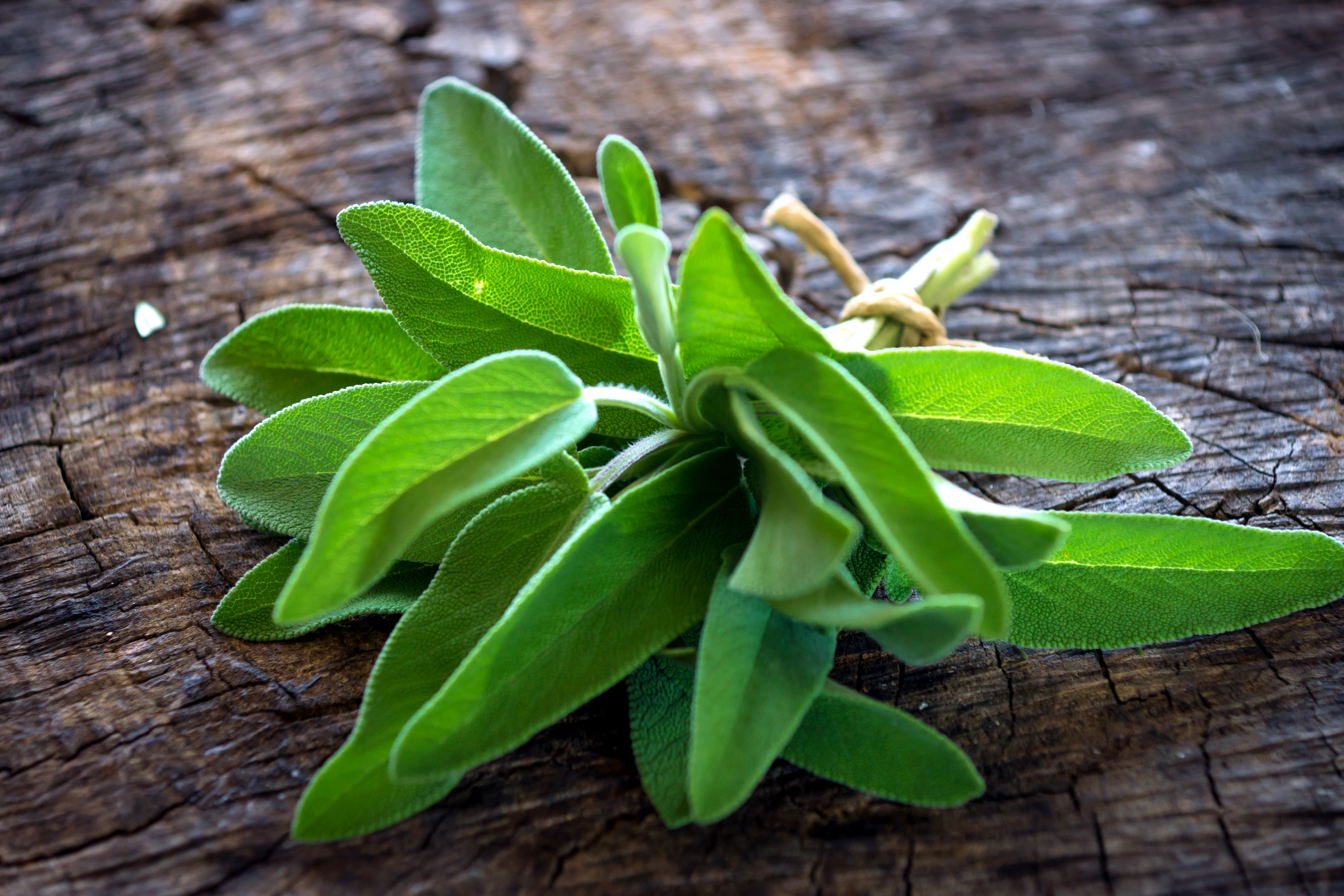 What Herb Can Be Used In Place Of Sage