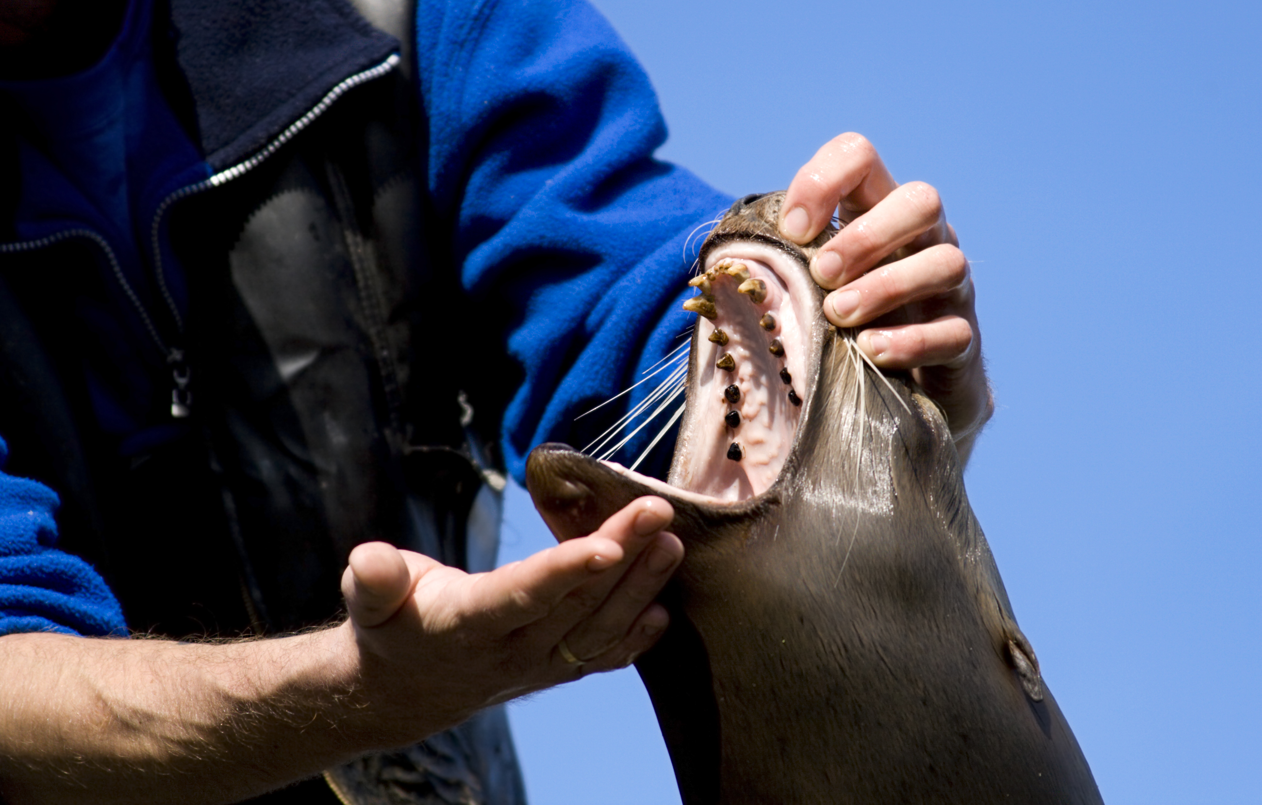 Interesting Facts About Marine Veterinarians - Career Trend