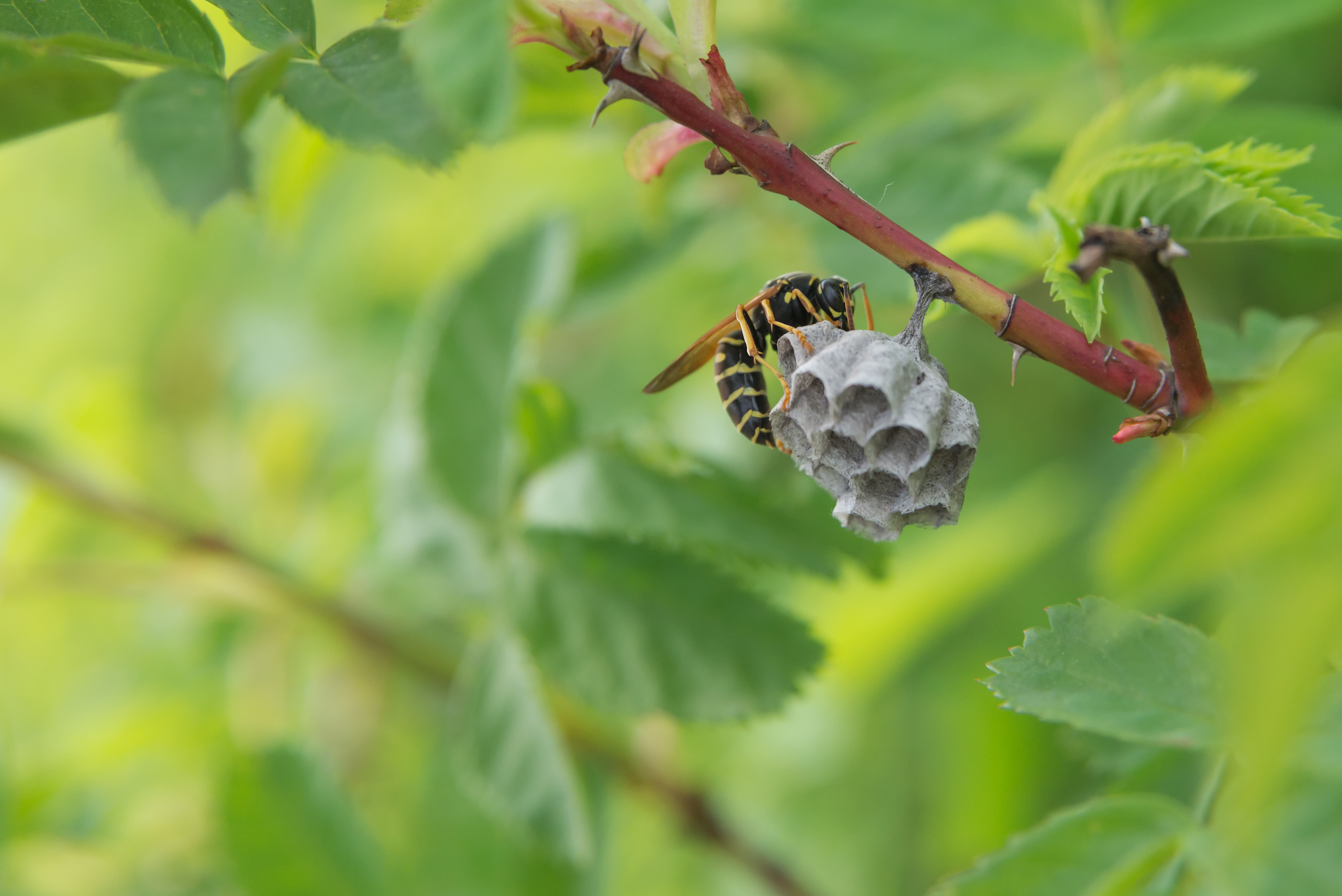 paper wasp nest identification