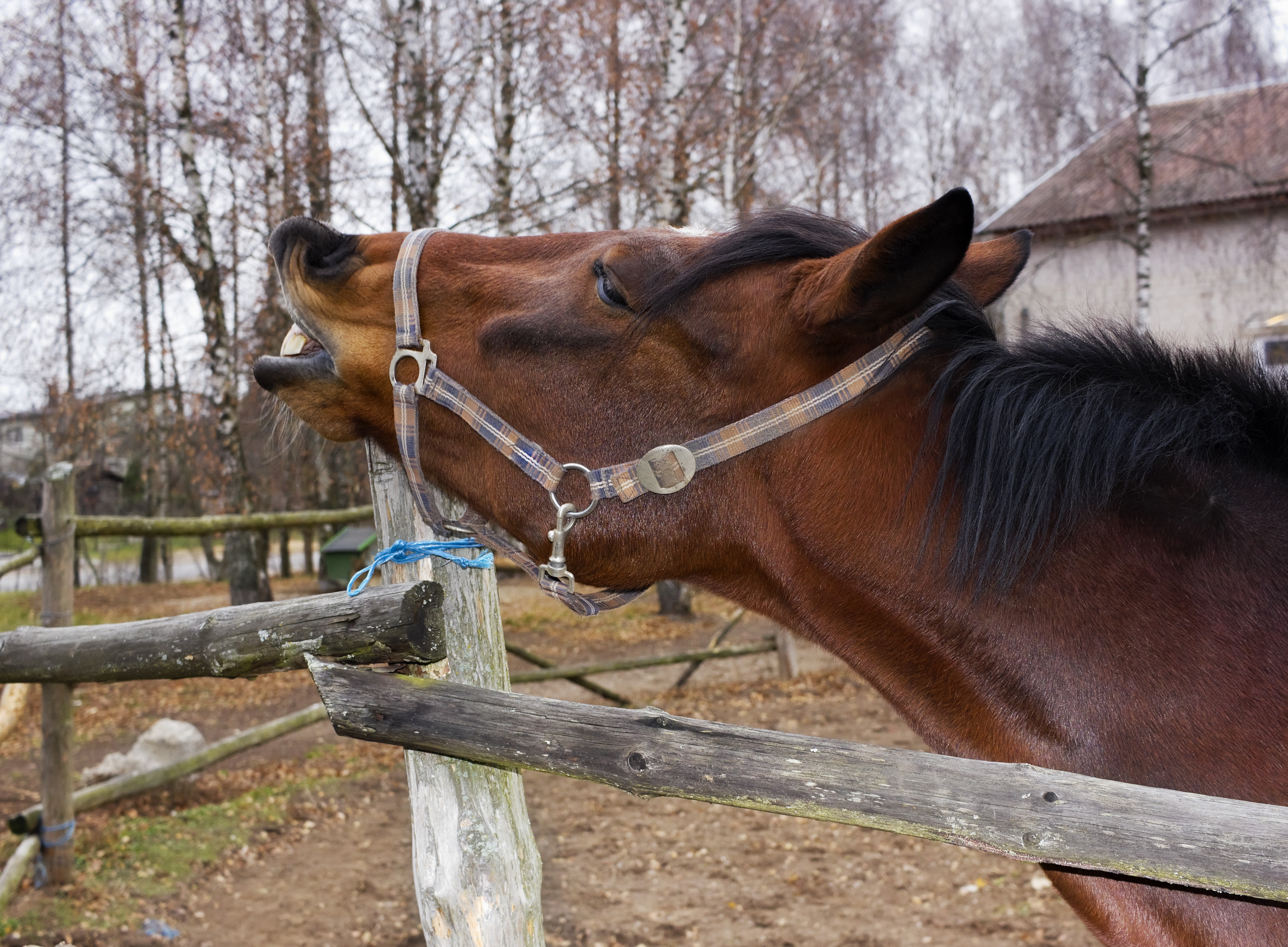 Horse Penis