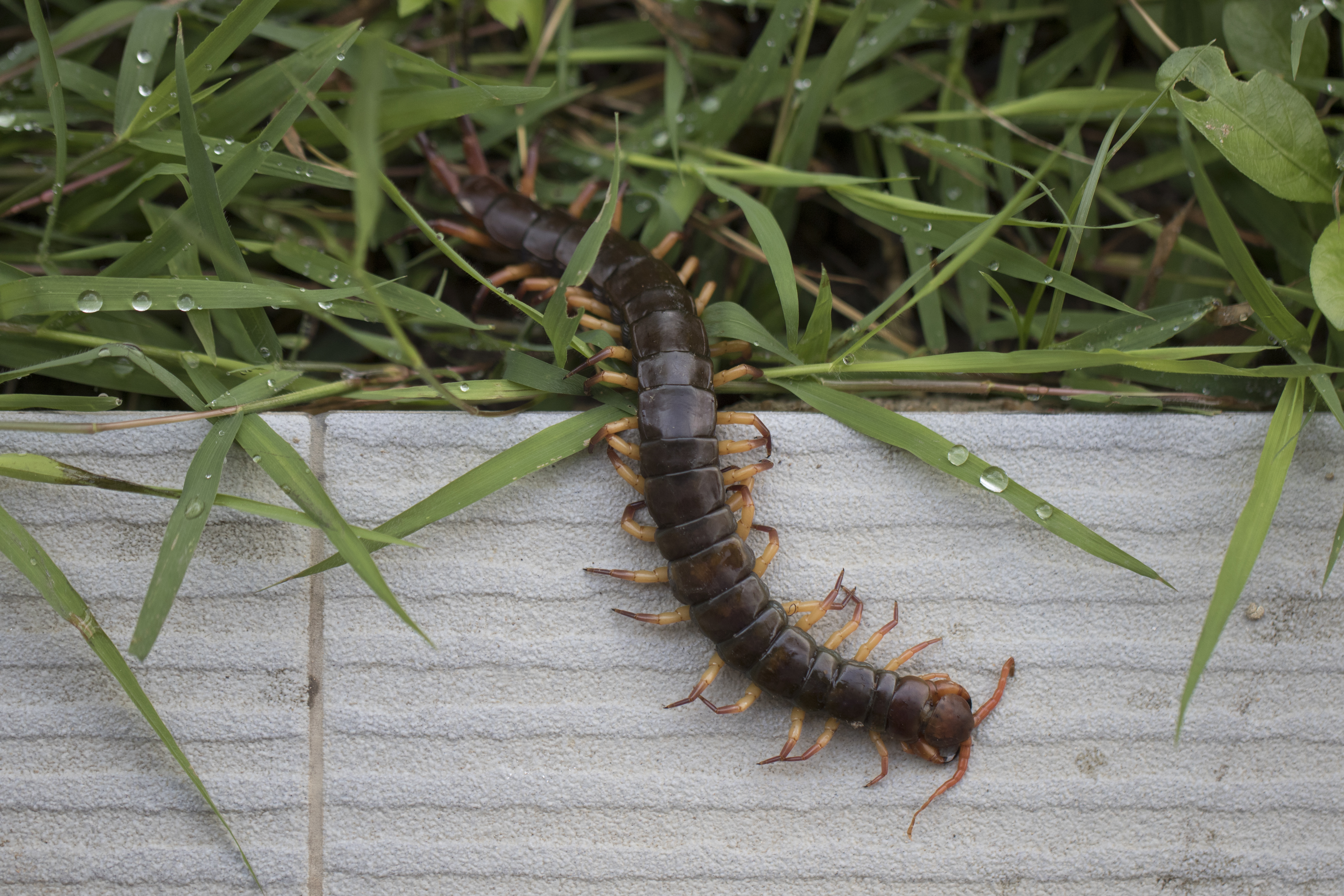 house centipede larva