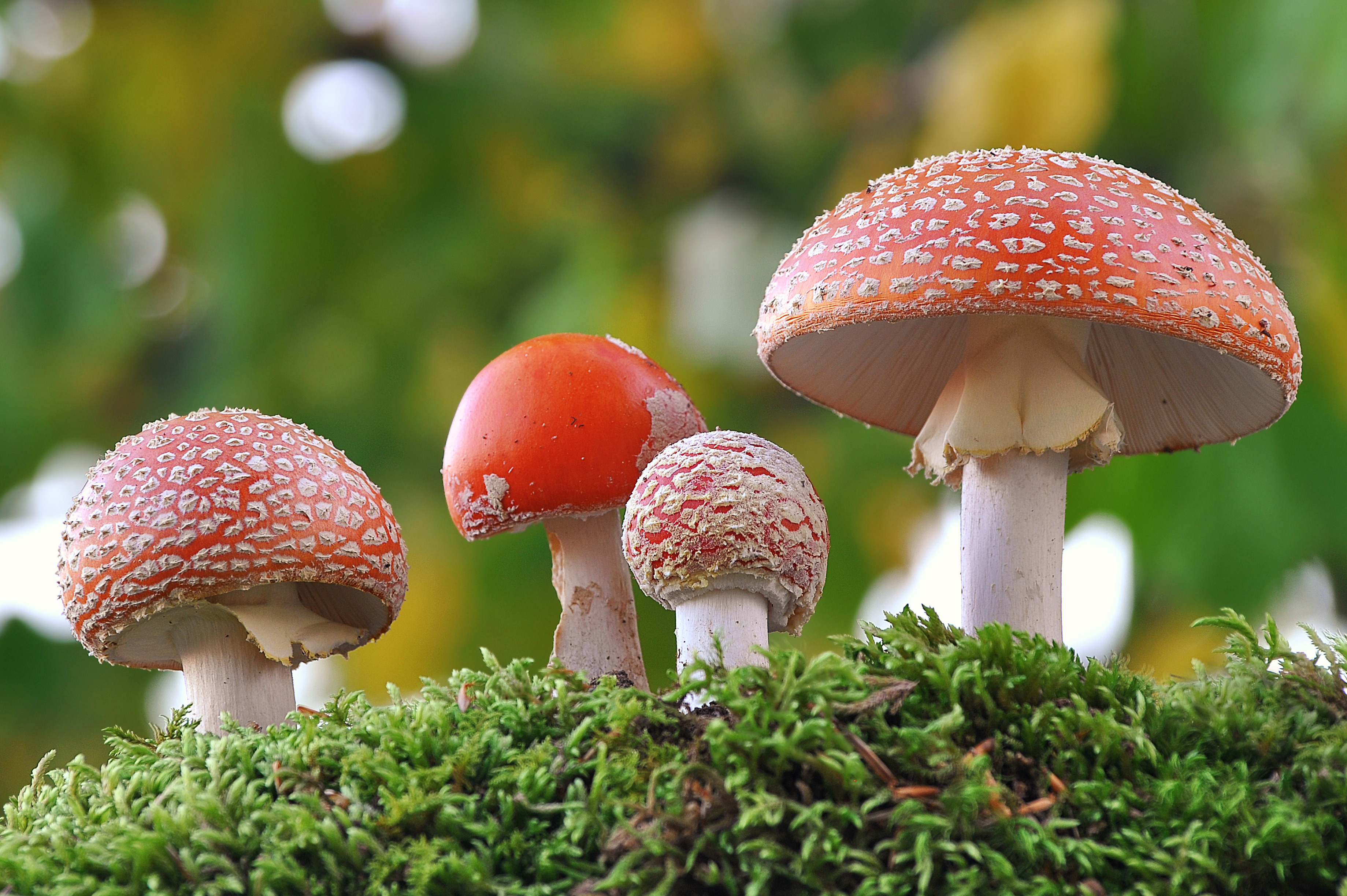 examples of kingdom fungi organisms