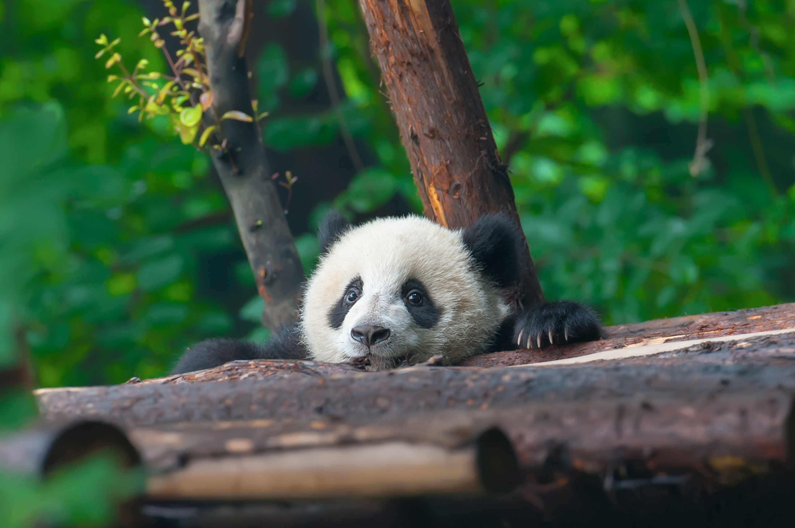 Top 196+ Endangered animals giant panda information