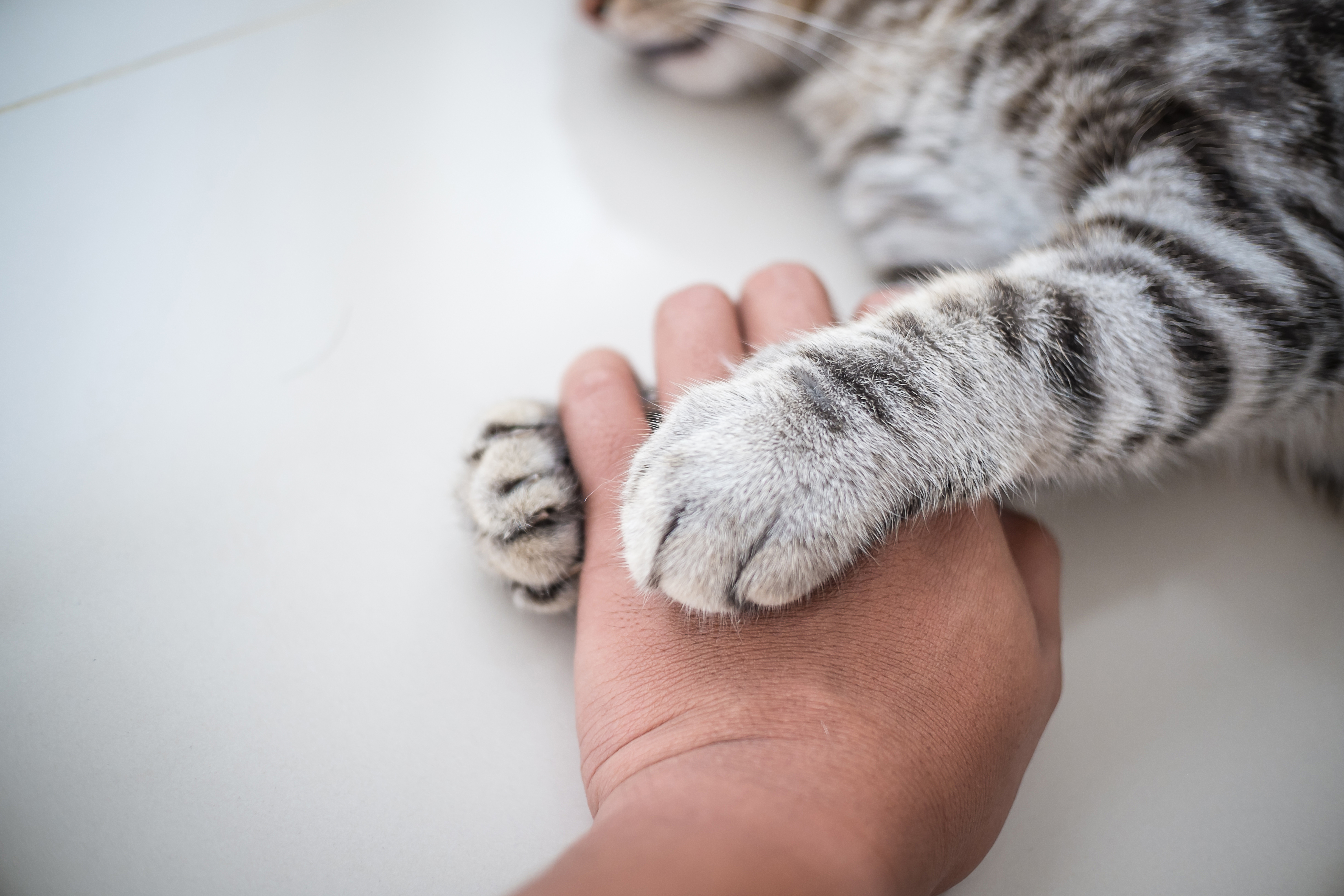 what does it mean when a dog puts his paw on your hand