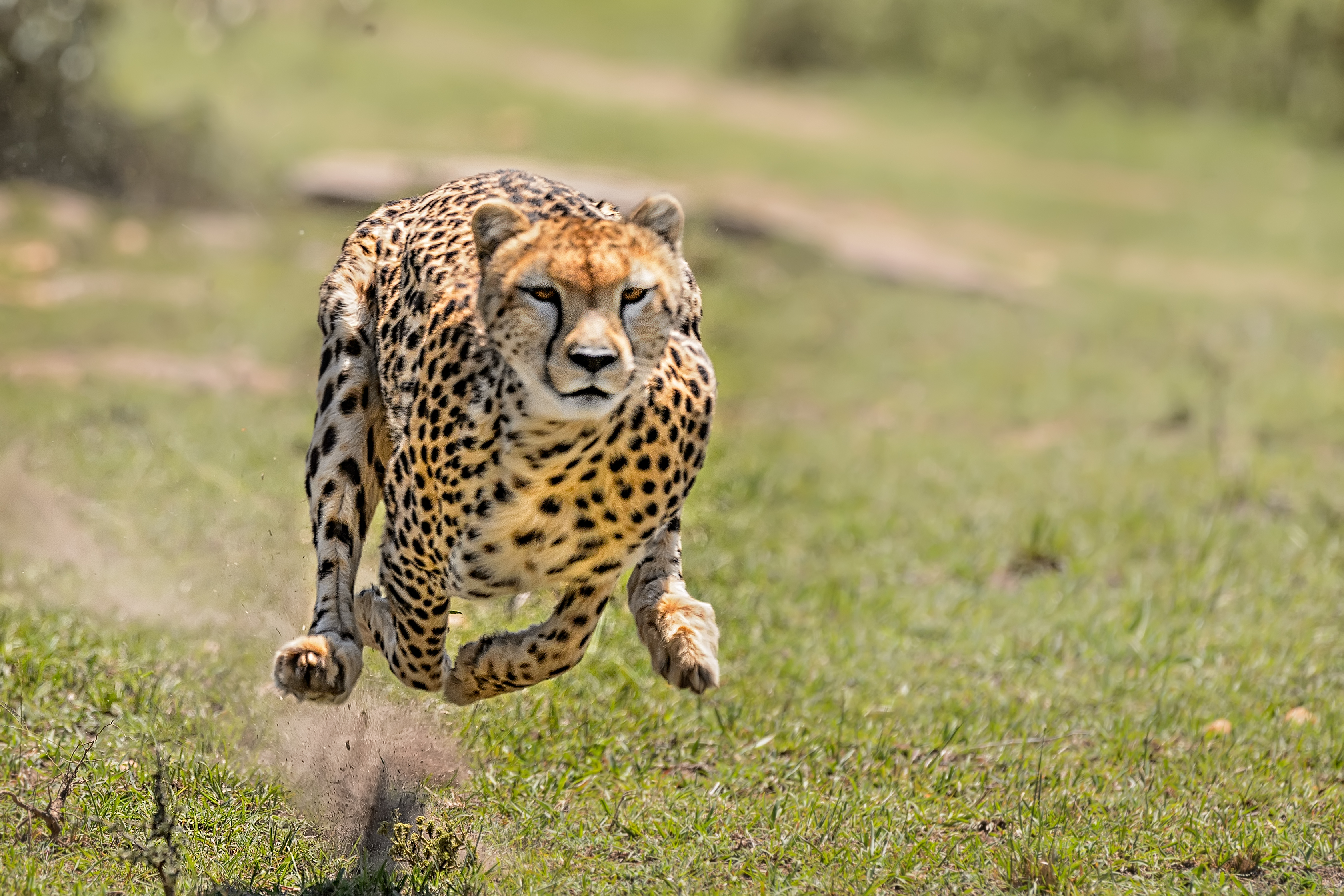 grassland cheetah