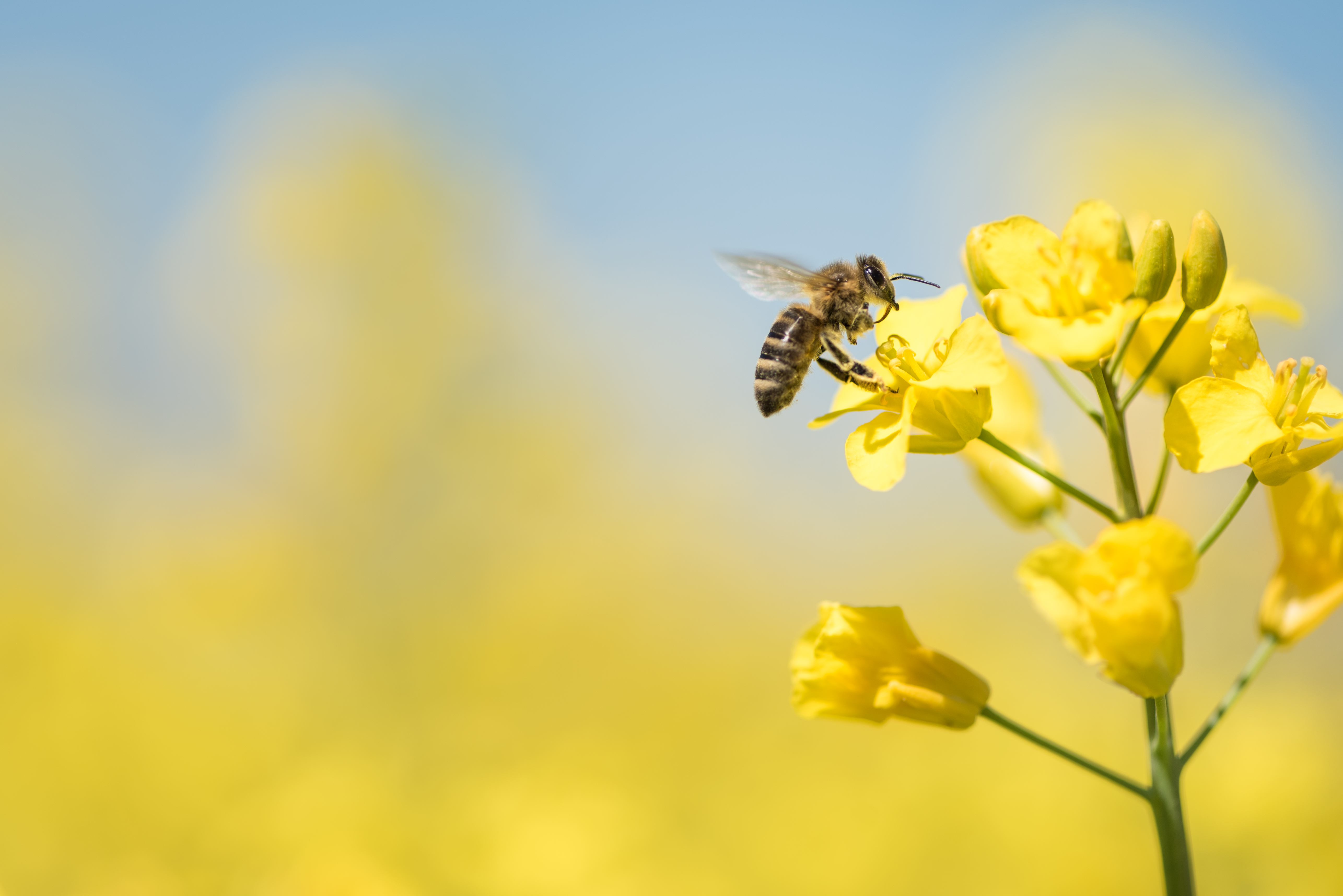 honey bees on flowers