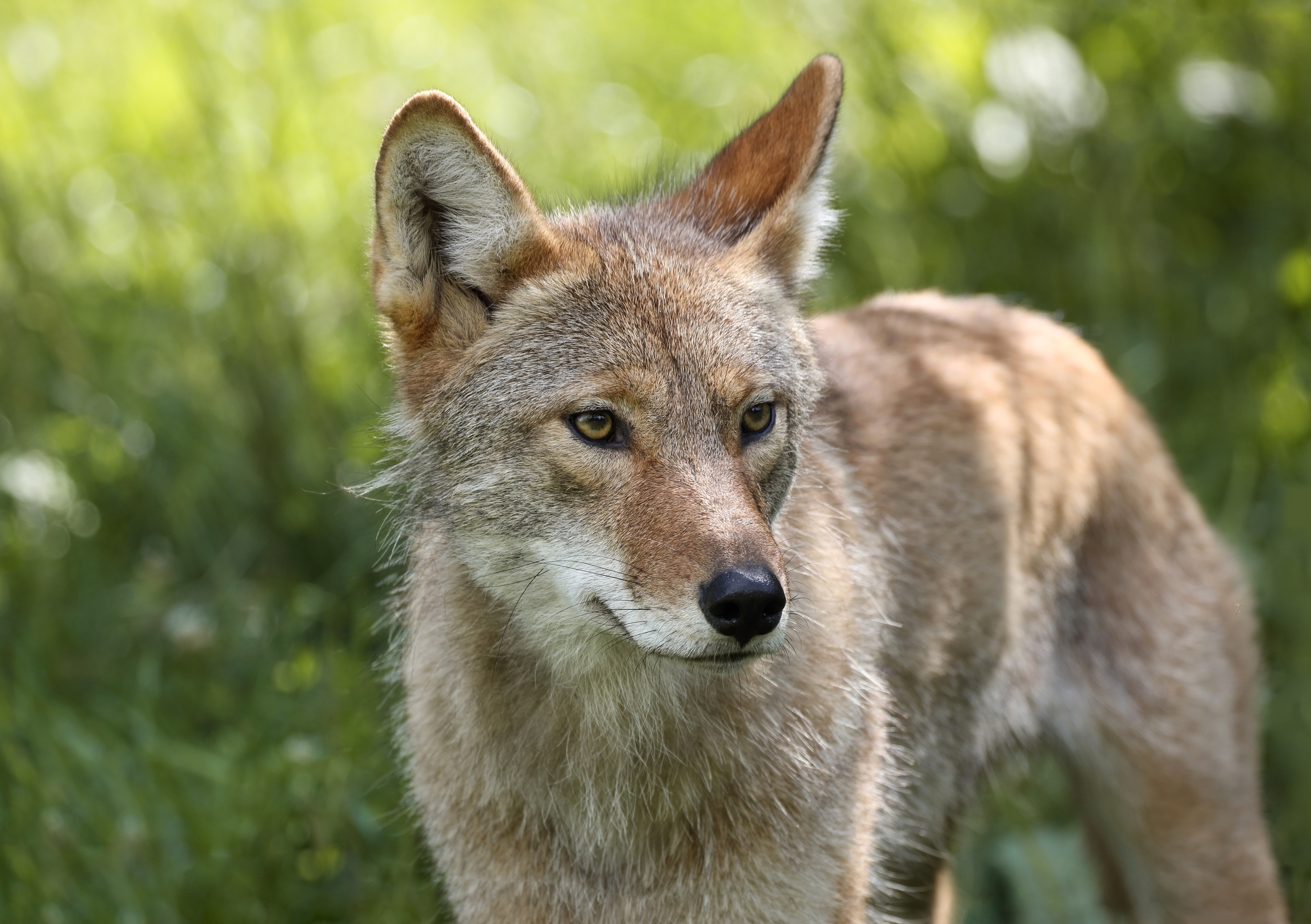 temperate woodland and shrubland animals