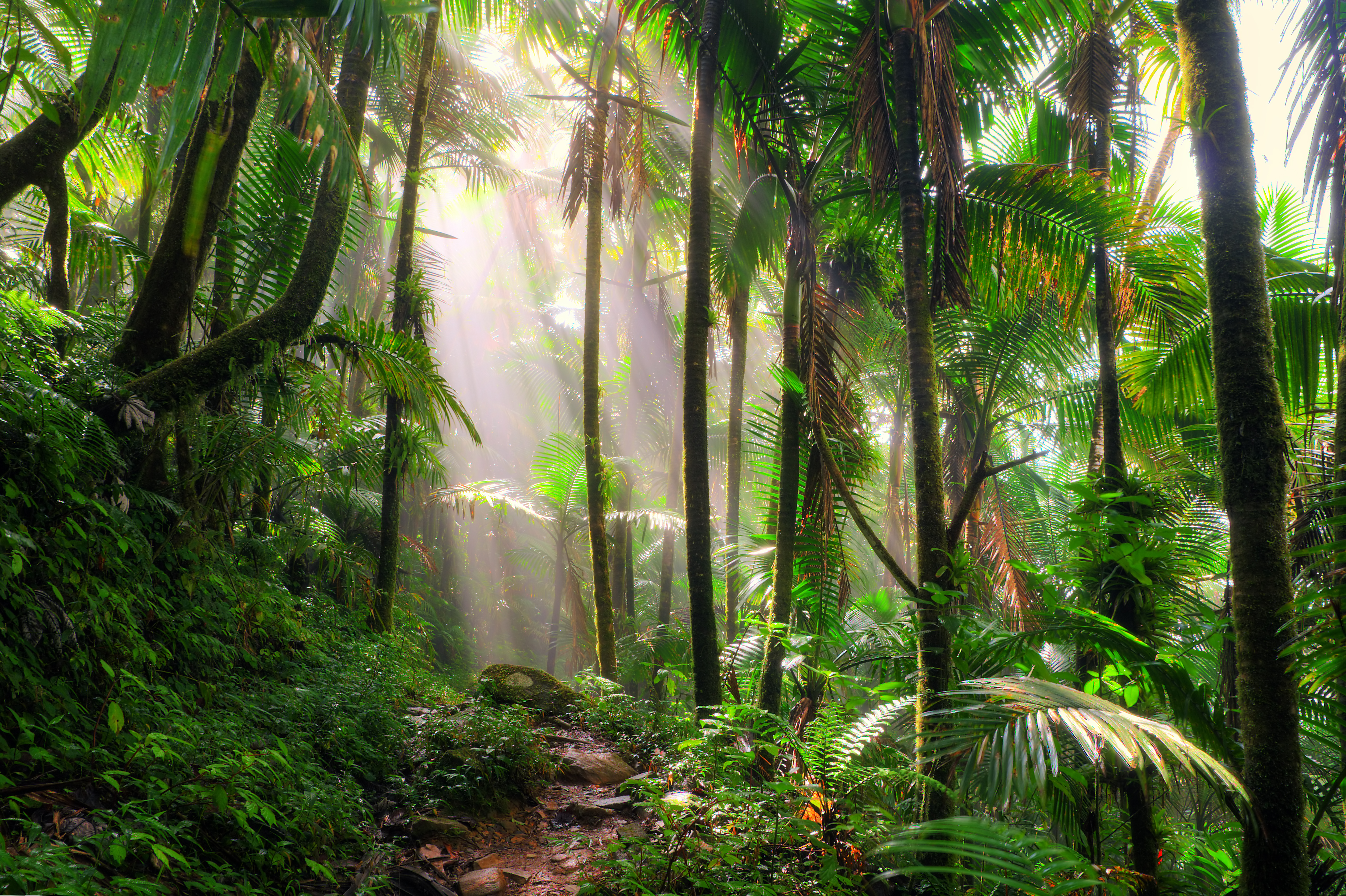 List Of Plants In A Rainforest