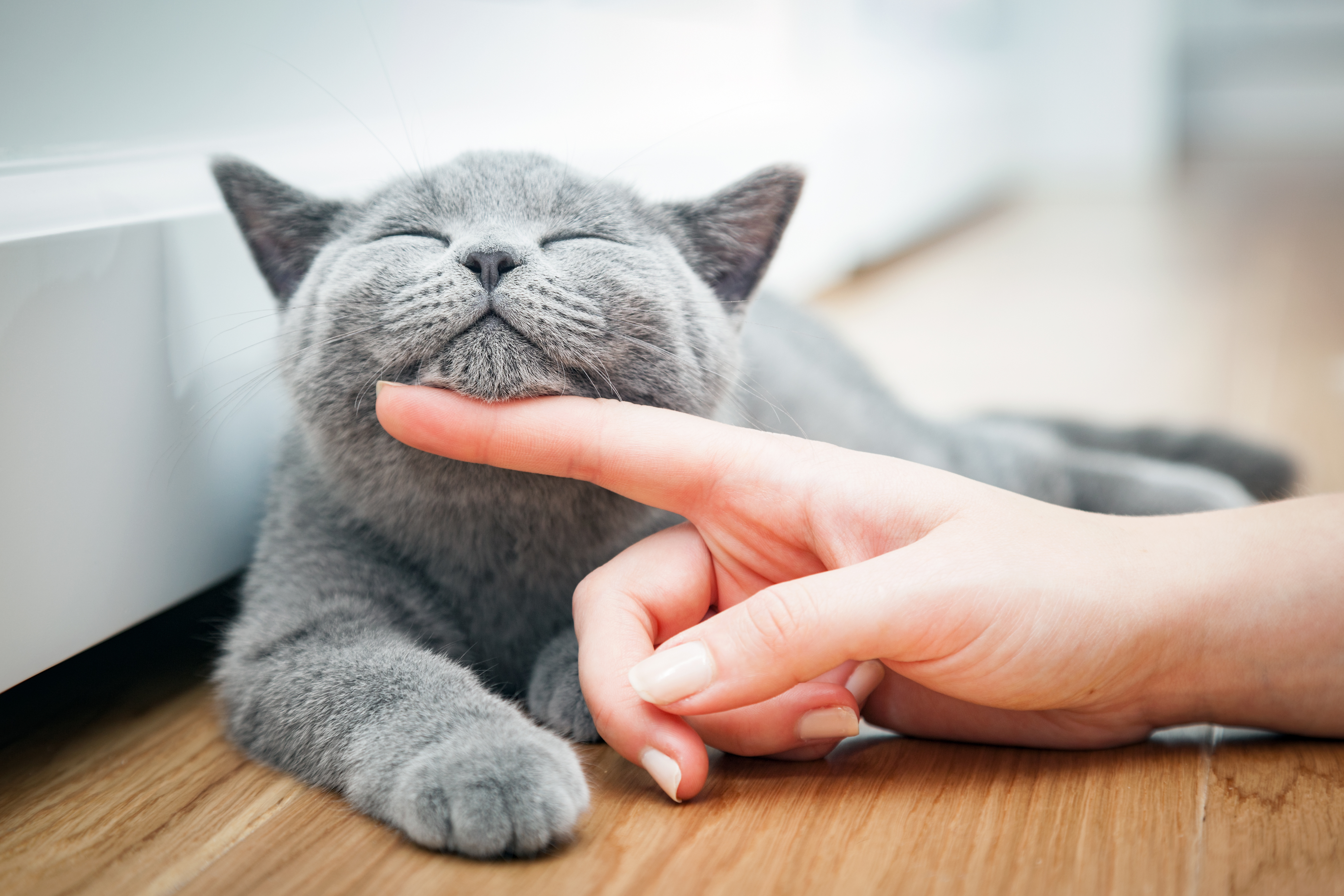 How Do Cats Choose Their Favorite Person Cuteness