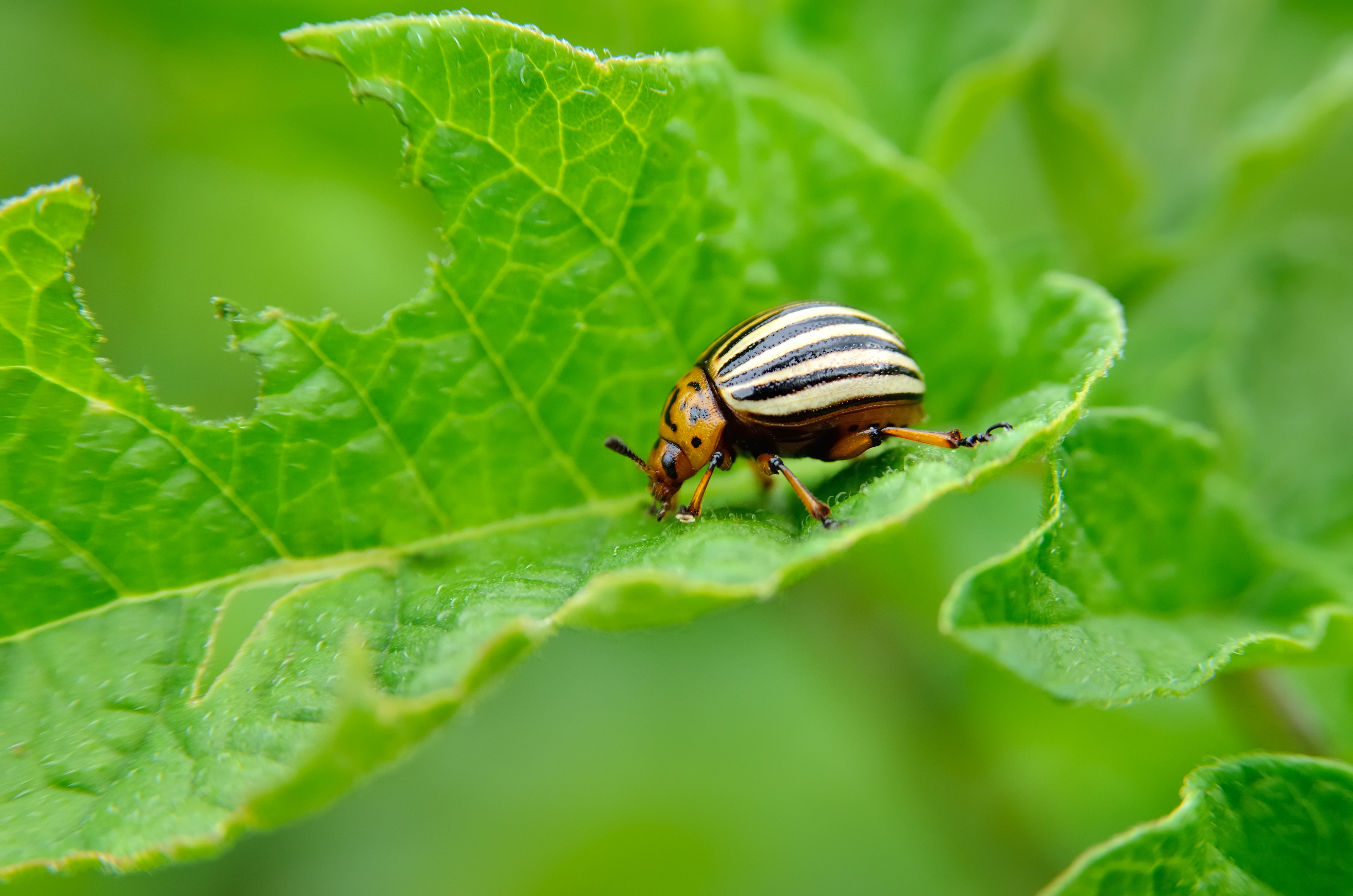 What do potato store bugs eat