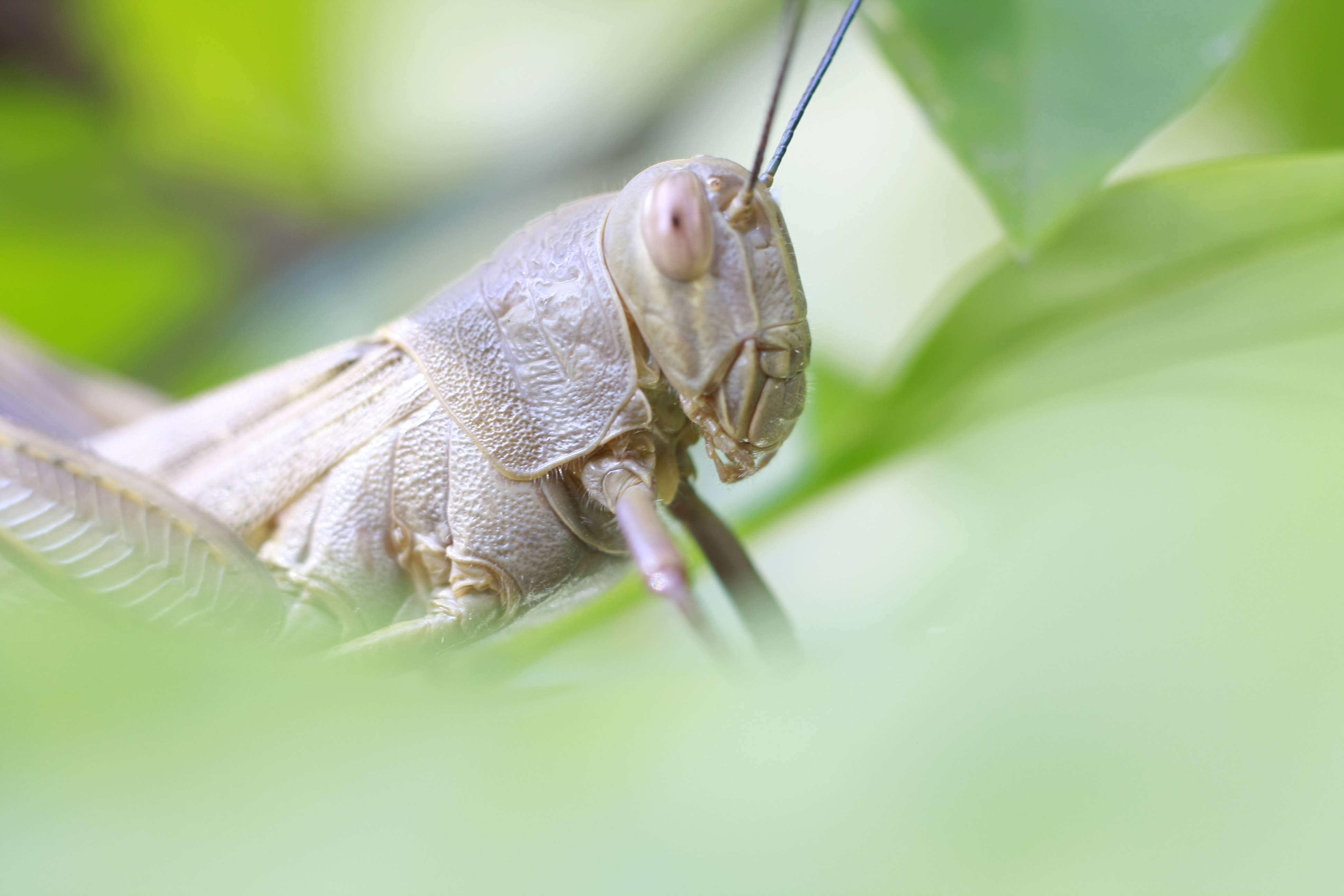 What's the Difference Between a Grasshopper and a Cricket?