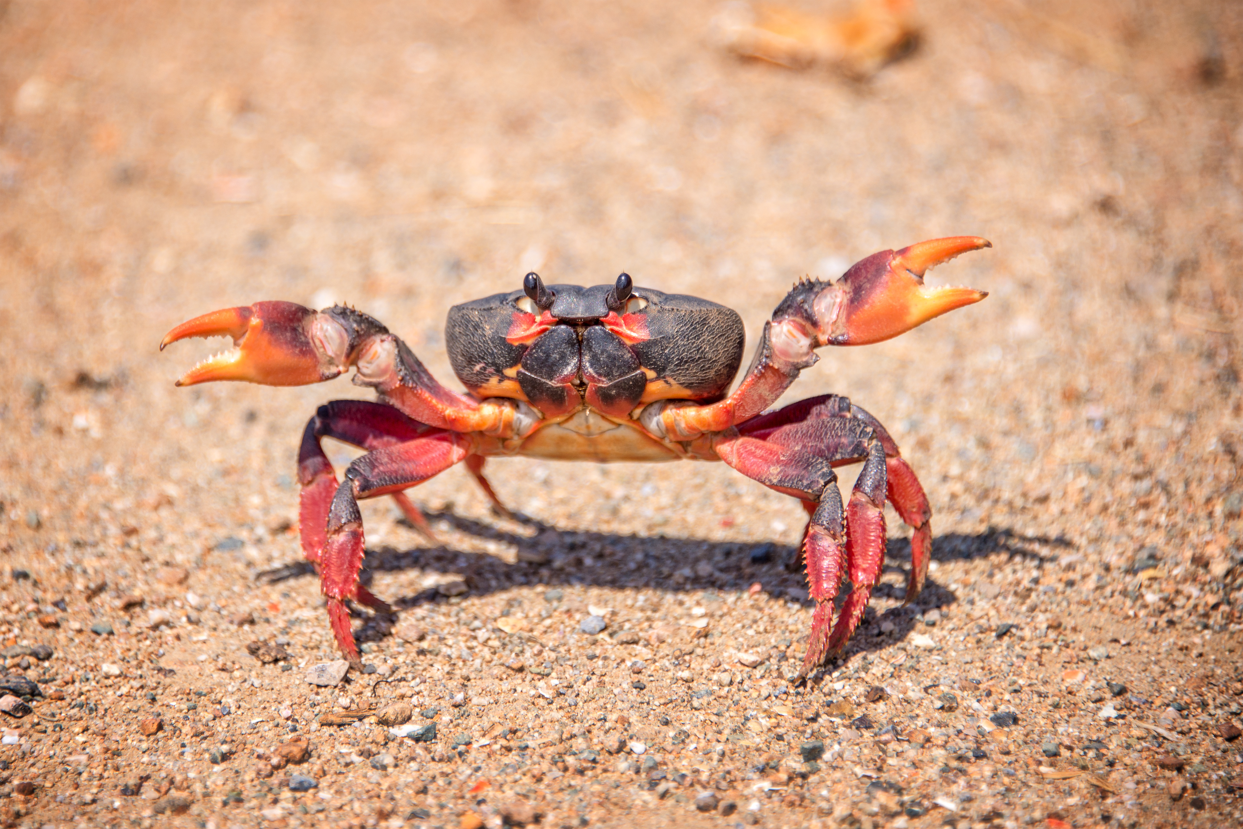 examples of crustaceans