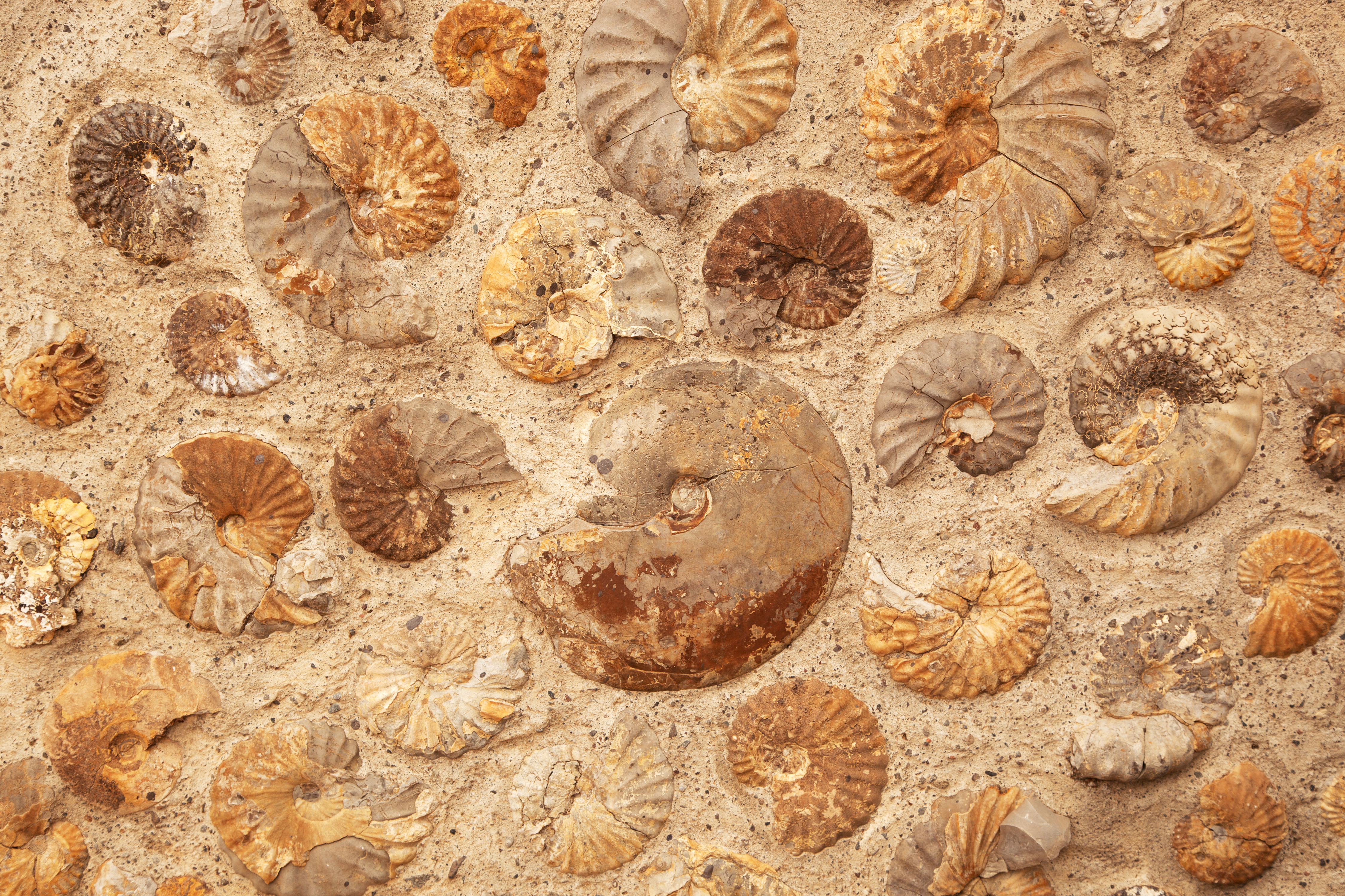 The Four Types of Fossils | Sciencing