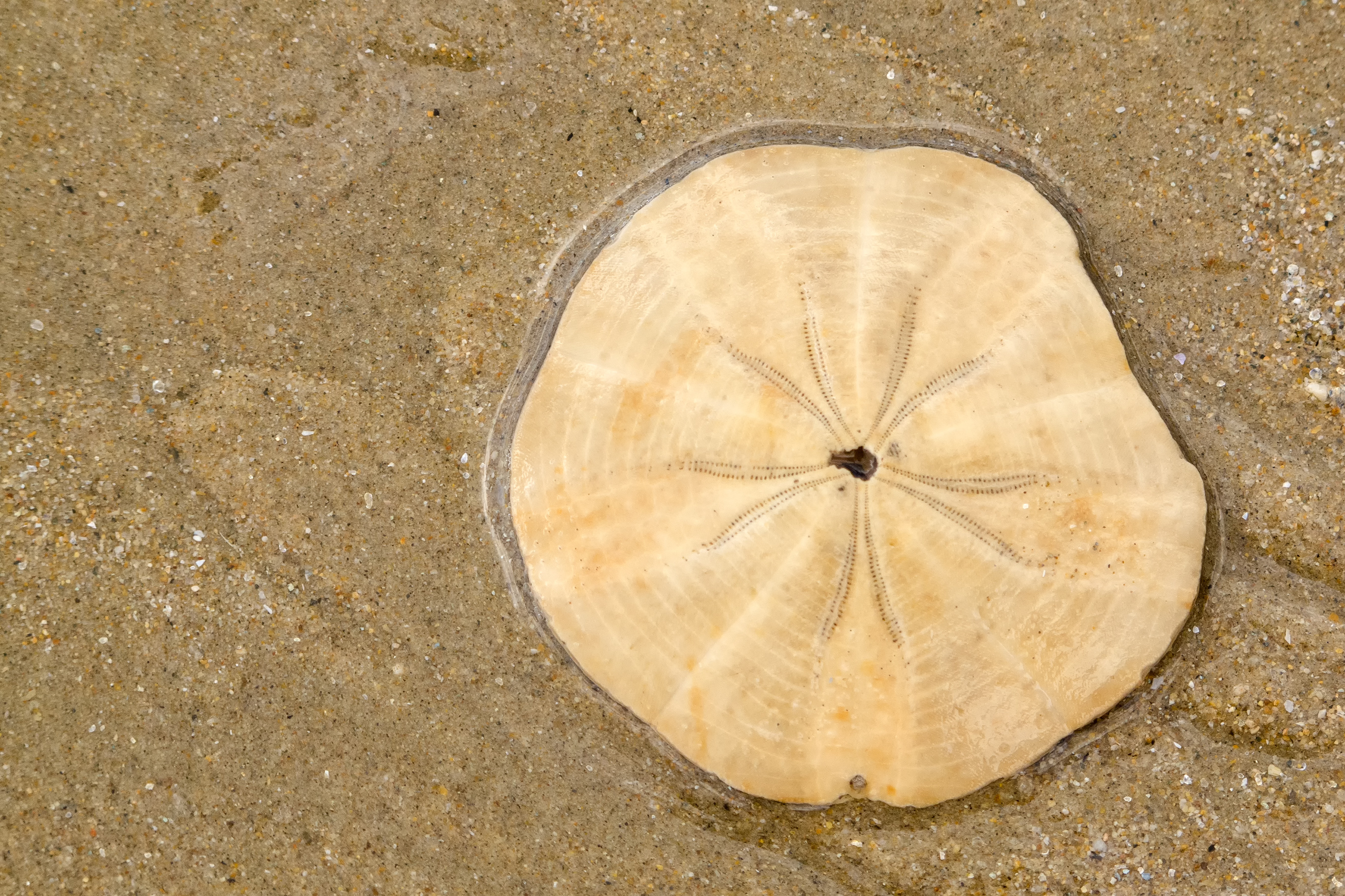 Sand Dollars: Dead or Alive?