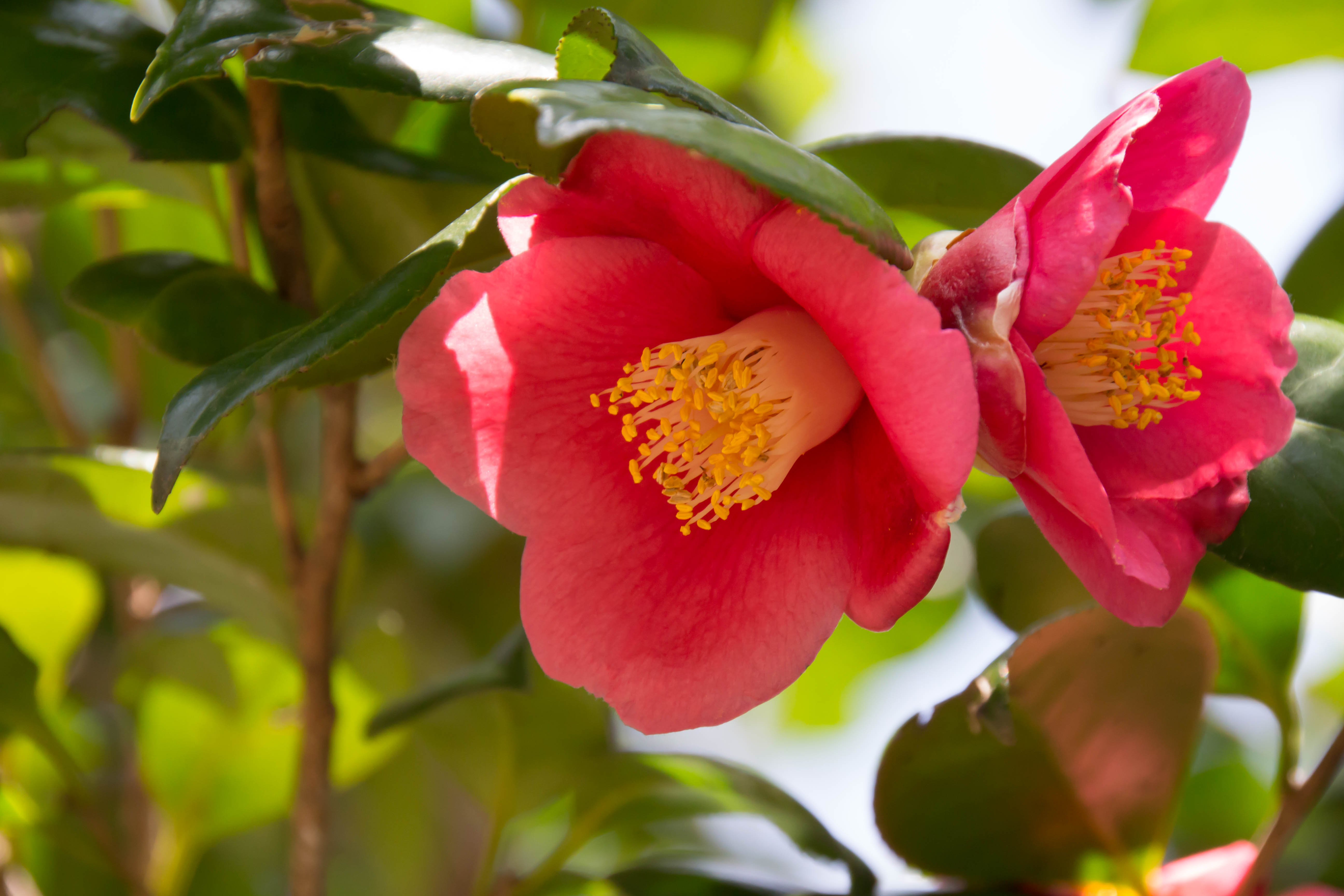 What Causes Yellowing Leaves In Camellias