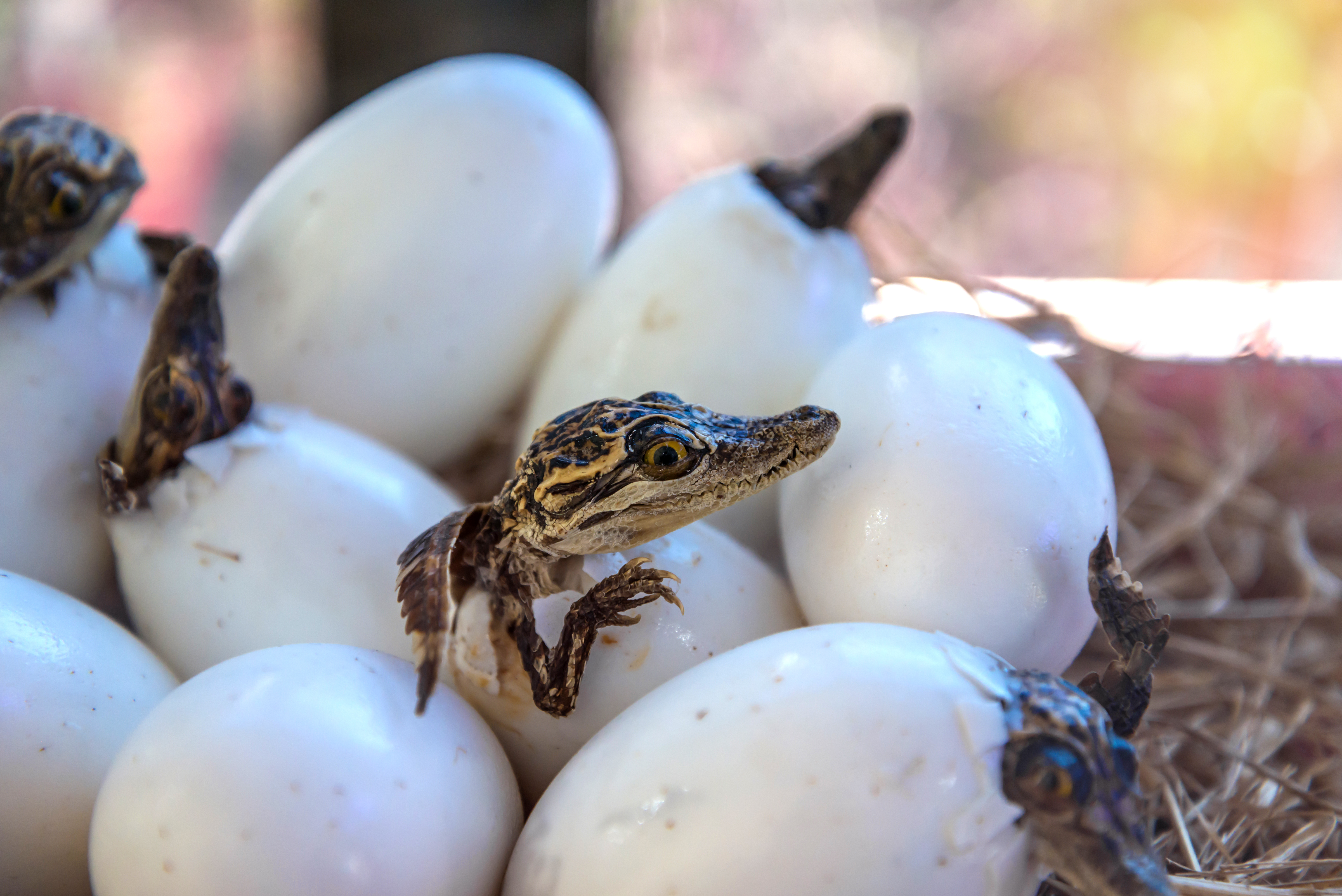 Examples of mammals store reptiles and amphibians