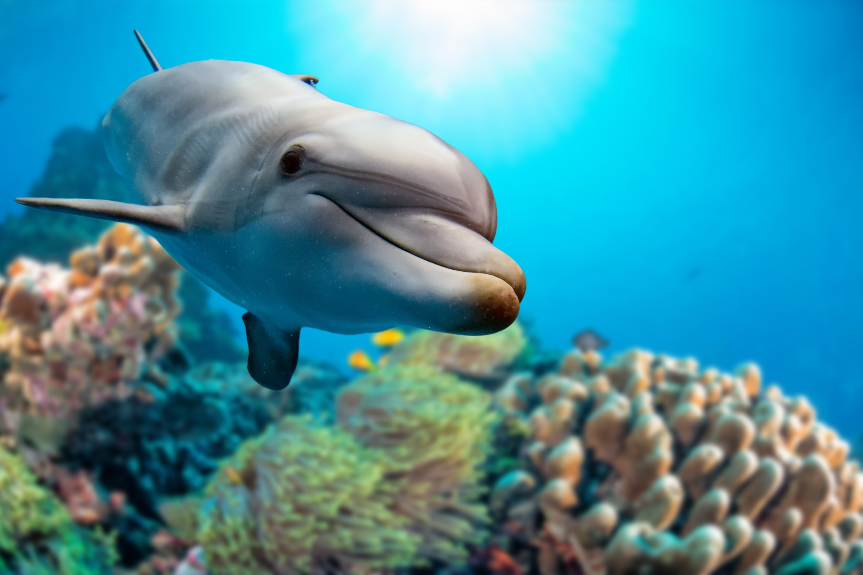 Male dolphins match their calls and movements when working