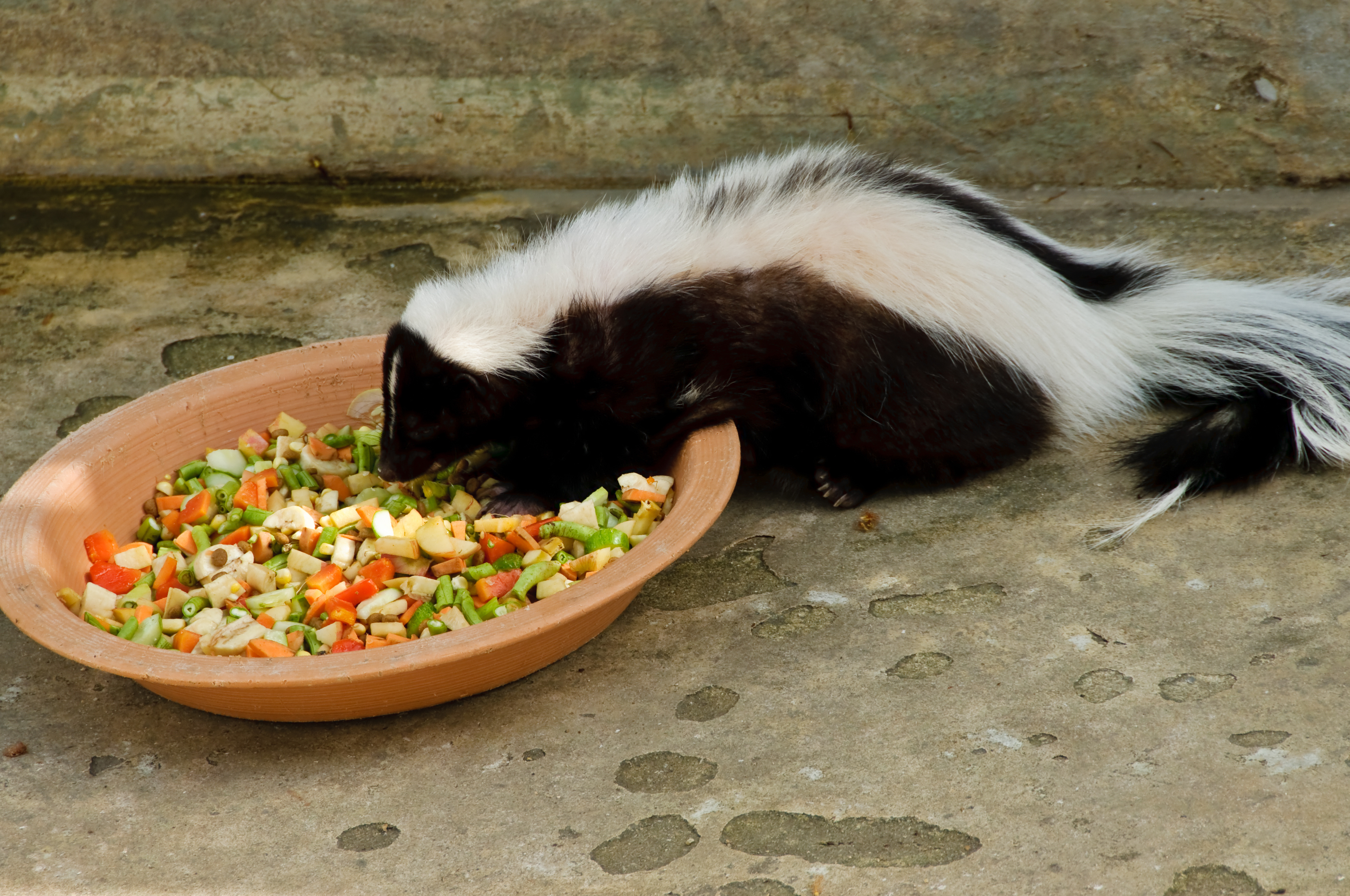 Do skunks eat cat sale food