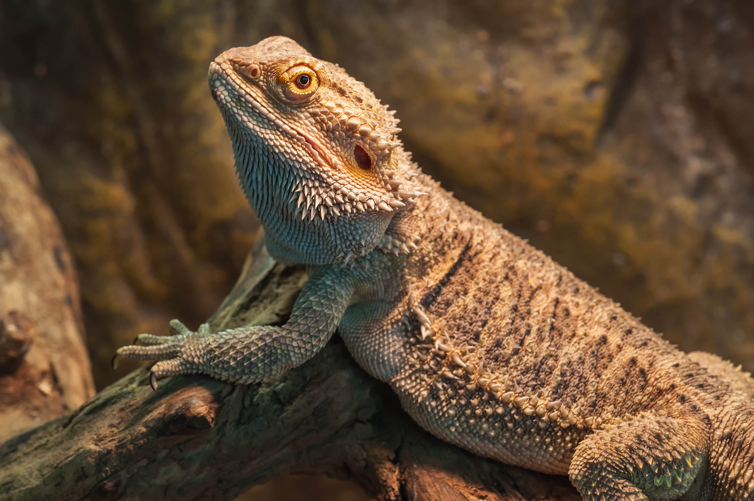 What Are The Adaptations A Lizard Has That Allow It To Live In The Desert