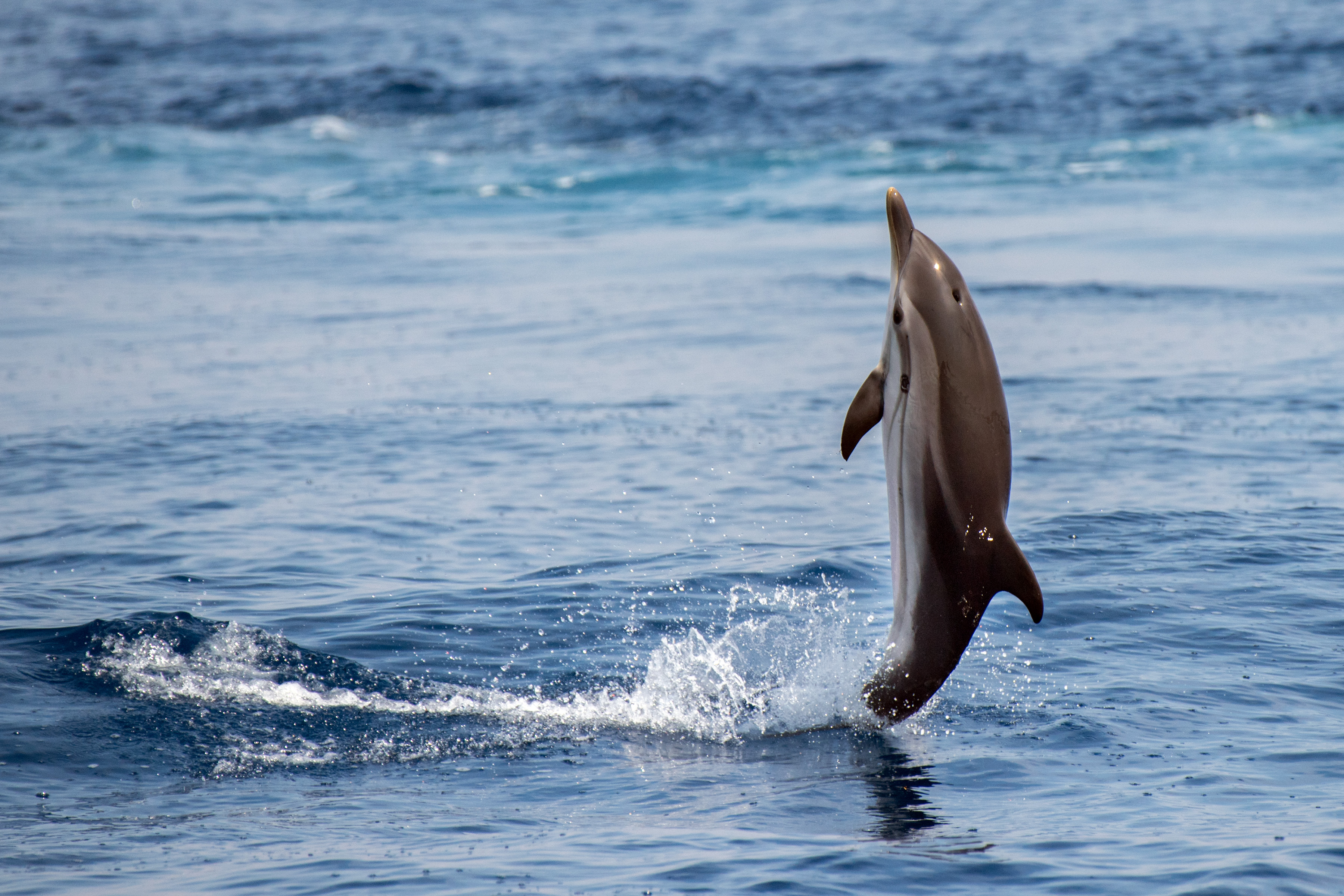 Dolphin Personality Type Explained. Characteristics of the Dolphin: Career,  Strengths and Weaknesses